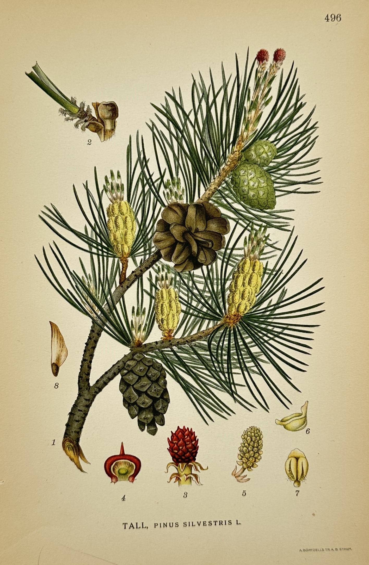 Carl Axel Magnus Lindman – Pine – Lithograph (20th Century): "Pine, Pinus Silvestris" The work represents a botanical study illustrating the foliage, cones, and dissected reproductive elements of a pine tree against a plain background. This color print serves a
