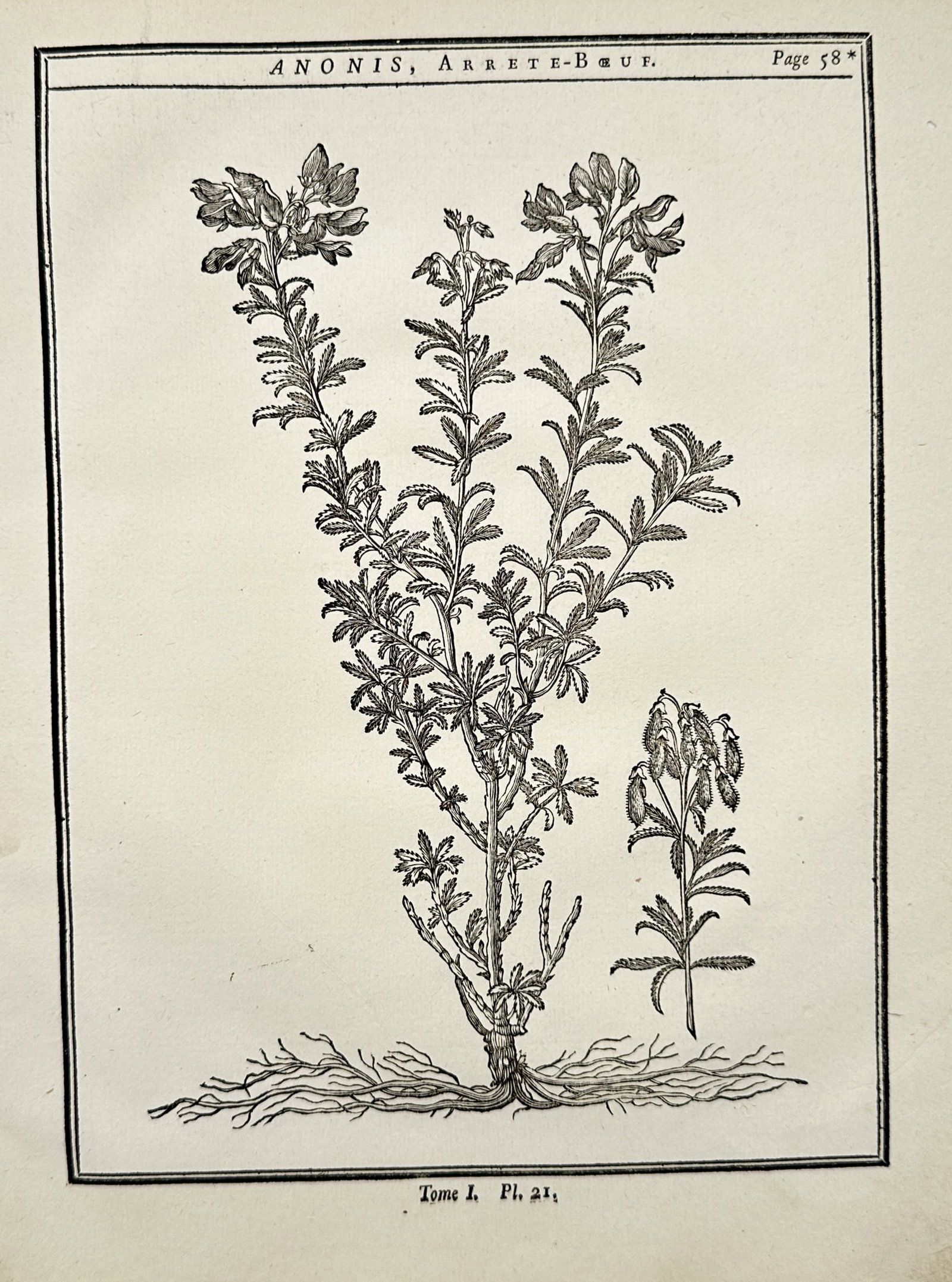 Henri-Louis Duhamel du Monceau – Spiny Restharrow – Engraving (18th Century) (1 of 2)