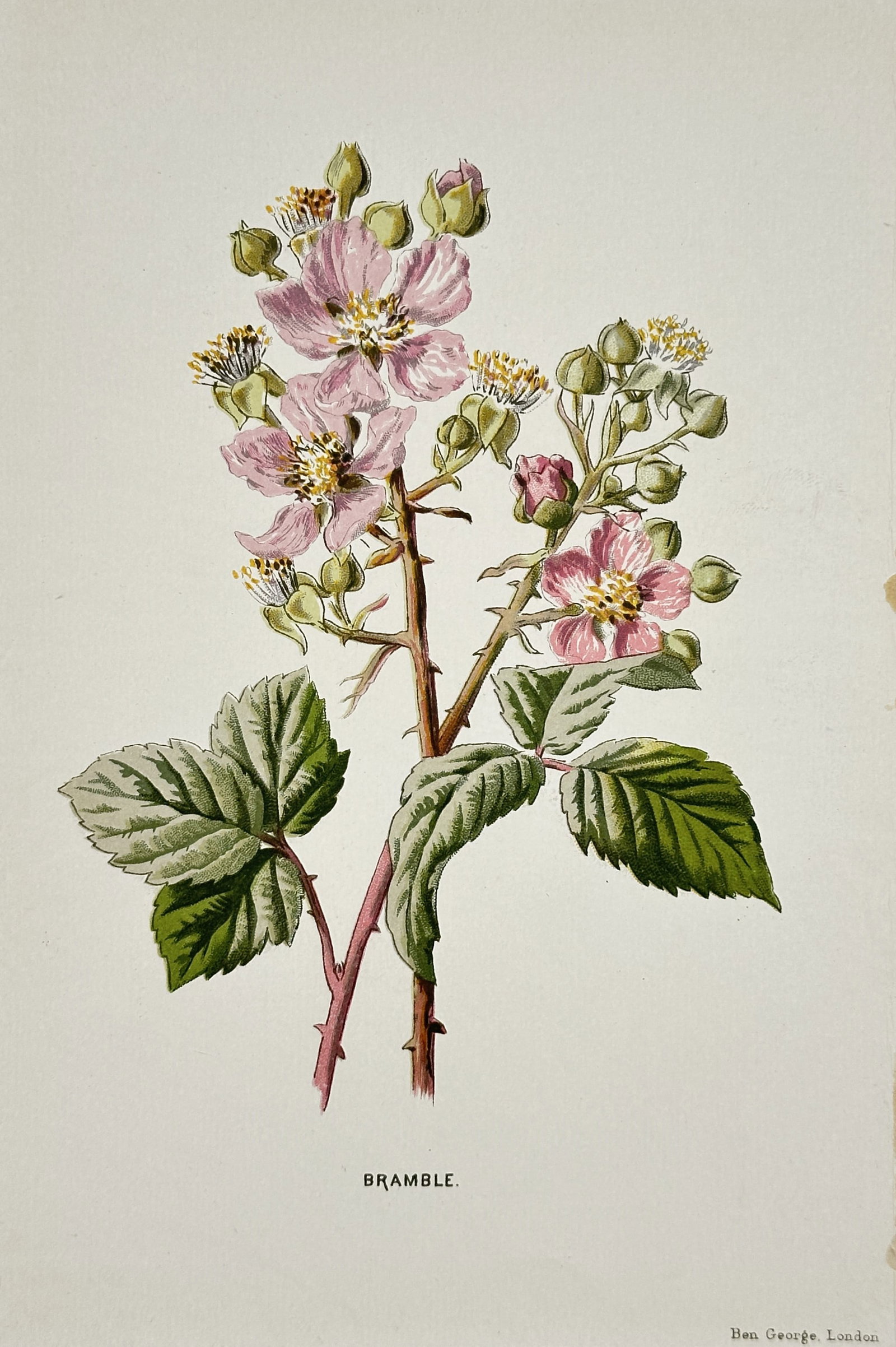 Frederick Edward Hulme – Bramble – Chromolithograph (19th Century) (1 of 2)