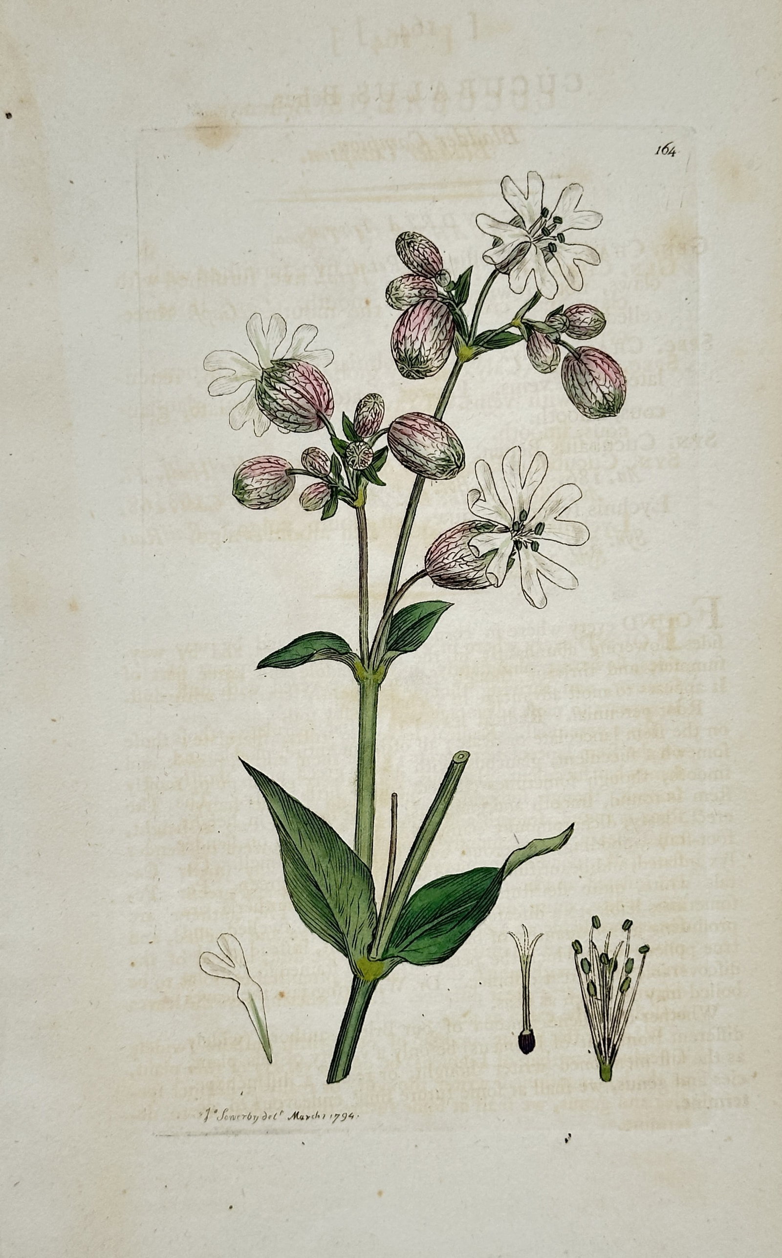 James Sowerby – Bladder Campion – Hand-Colored Engraving (1794): "Bladder Campion" The work represents a botanical study illustrating a flowering stem with white blossoms, bulbous calyces, and green leaves alongside dissected floral elements against a plain backgro