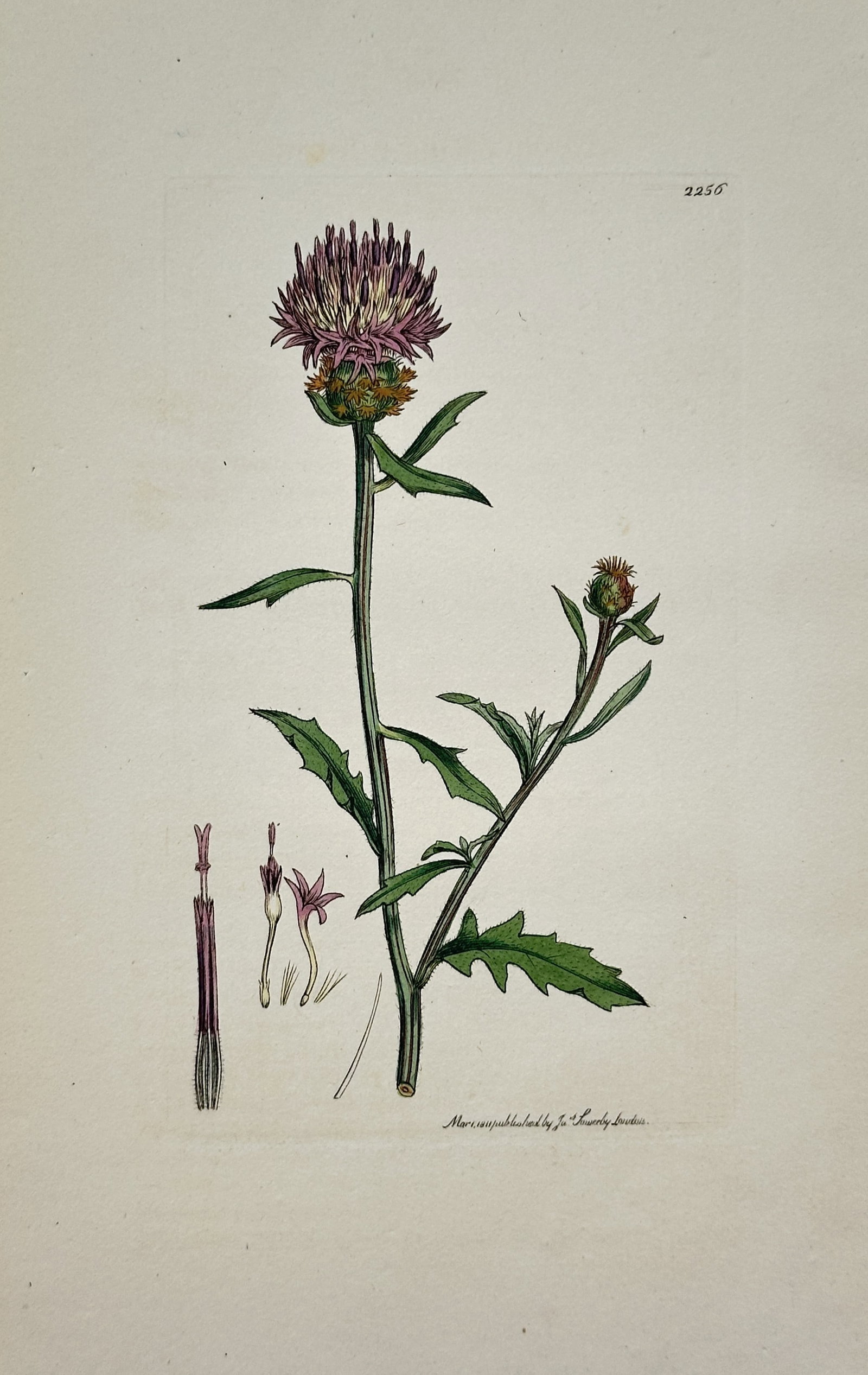 James Sowerby – Black Knapweed – Hand-Colored Engraving (1811): "Black Knapweed" The work represents a botanical study illustrating a flowering stem with purple blossoms and green foliage alongside dissected floral elements against a plain background. This print s