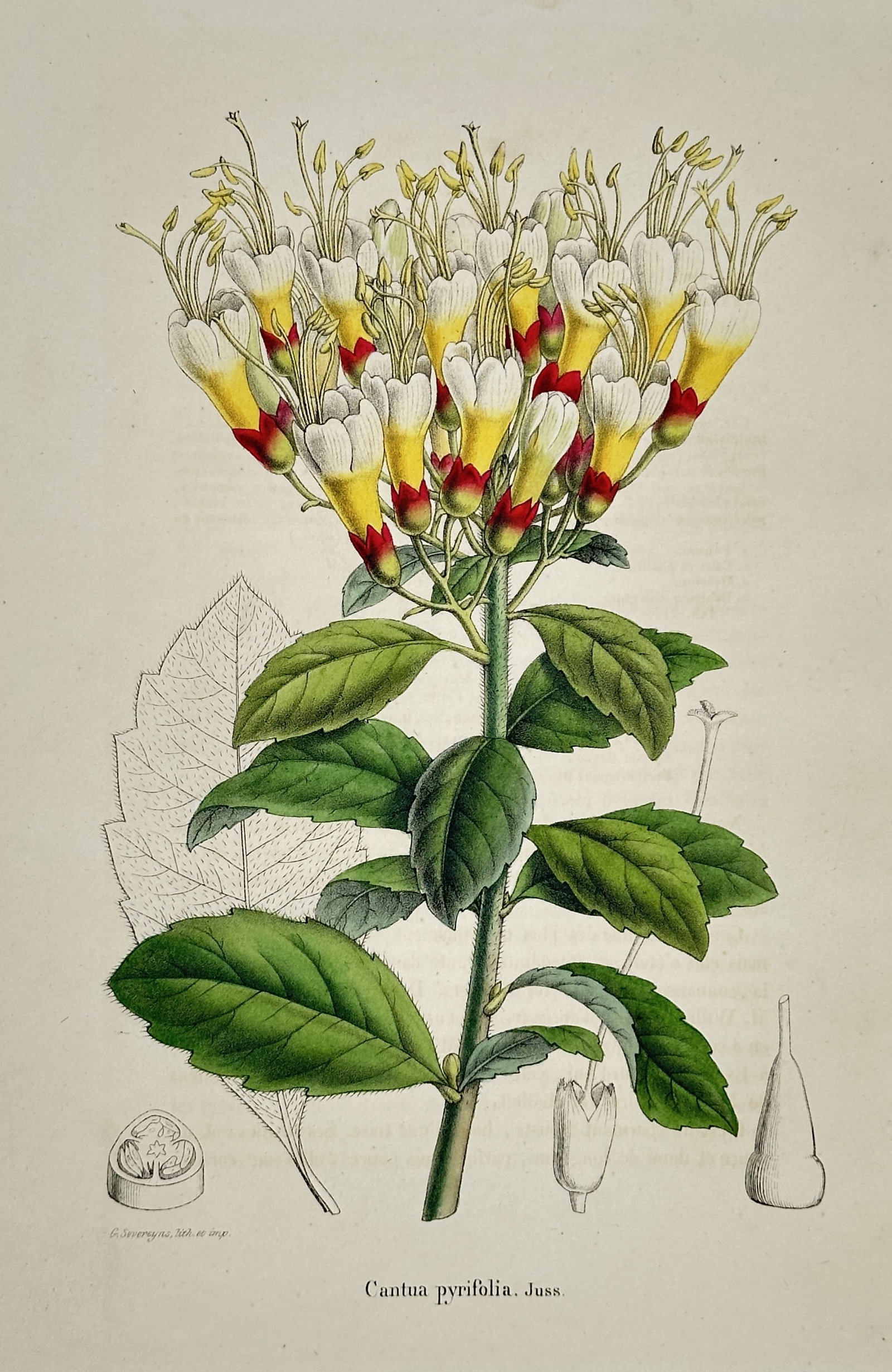 Guillaume Severeyns – Pear-Leaved Cantua – Lithograph (19th Century): "Pear-Leaved Cantua" The work represents a botanical study illustrating a flowering stem with clusters of yellow and white blossoms, prominent stamens, and green foliage alongside anatomical dissectio