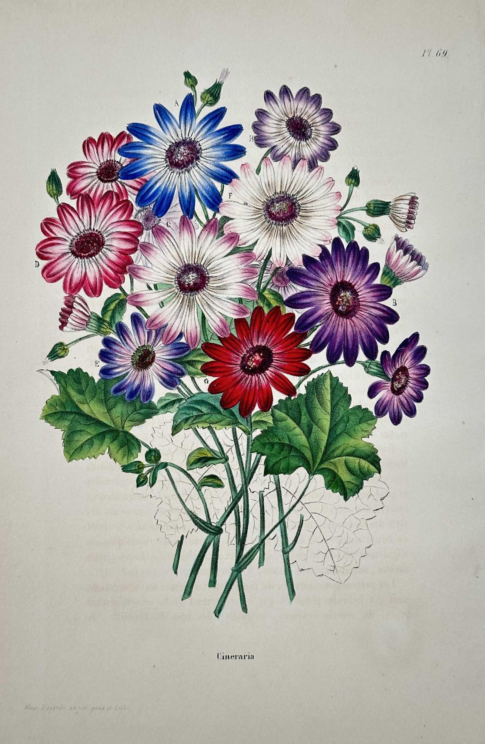 Alex Lagarde – Cineraria – Lithograph (19th Century): "Cineraria" The work represents a botanical study illustrating a colorful bouquet of daisy-like blossoms in vibrant shades of blue, red, white, and purple alongside green lobed leaves against a plain 