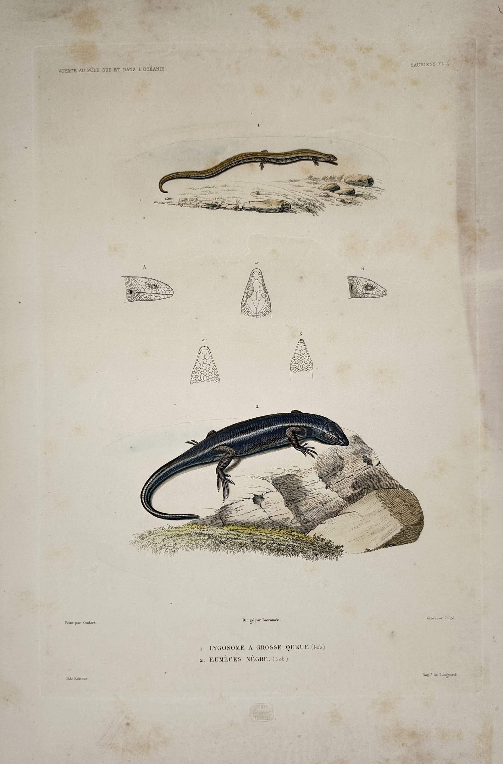 Casimir Gide – Thick-Tailed Lygosome and Black Eumeces – Engraving (19th Century): "Lygosome a Grosse Queue and Eumeces Negre" The work represents a herpetological study illustrating two distinct lizard species along with detailed structural diagrams of their scales against a plain 