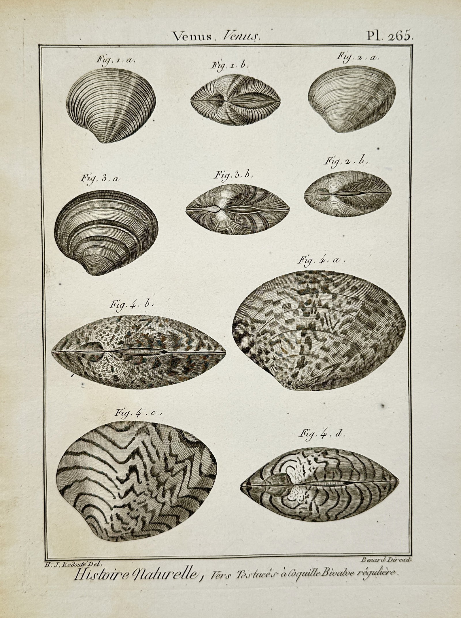 Robert Bénard – Venus Clam Shells – Engraving (18th Century) (1 of 2)