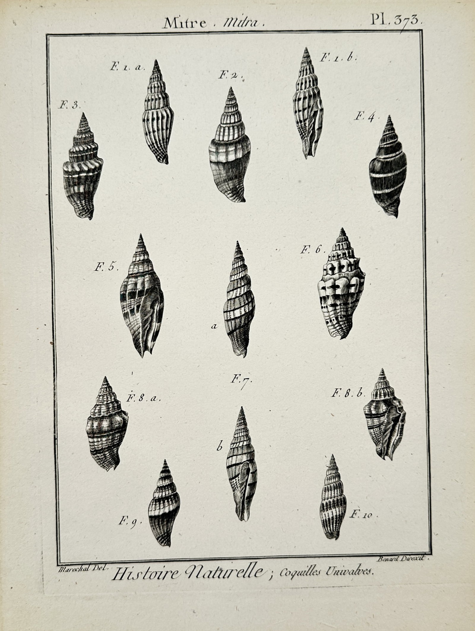 Robert Bénard – Mitre Shells – Engraving (18th Century) (1 of 2)
