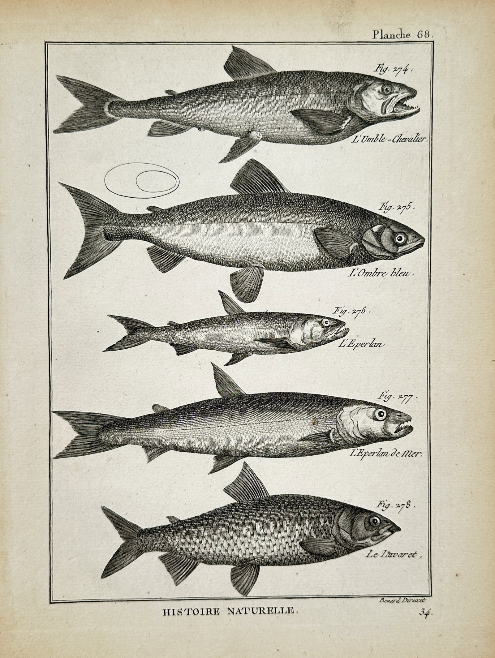 Robert Bénard – Various Fish Species – Engraving (18th Century) (1 of 2)
