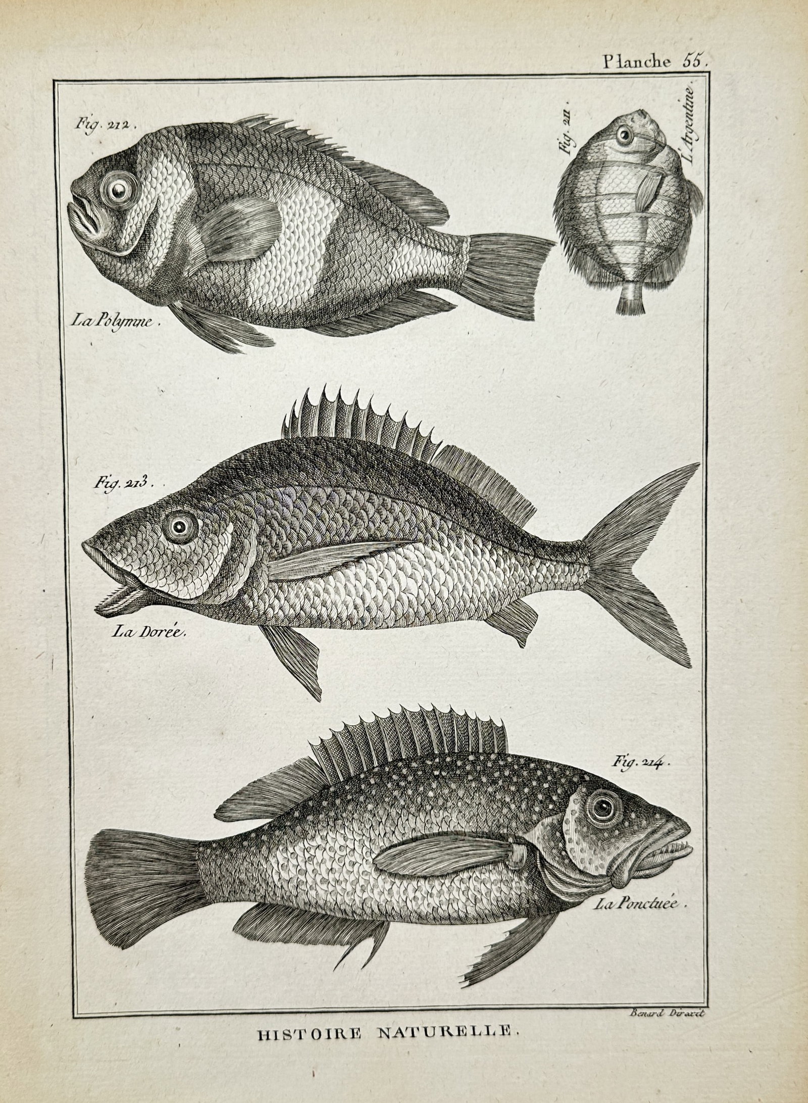 Robert Bénard – Various Fish Species with Dorée and Polymne – Engraving (18th Century): "Histoire Naturelle" The work represents an ichthyological study illustrating several distinct fish specimens with detailed scales and spiny fins against a plain backdrop. This monochrome print serves