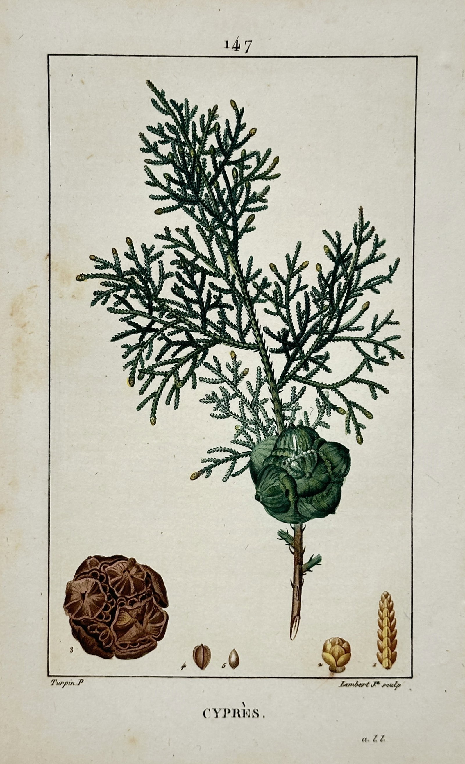 Pierre Jean François Turpin – Cypress – Stipple Engraving (19th Century) (1 of 2)