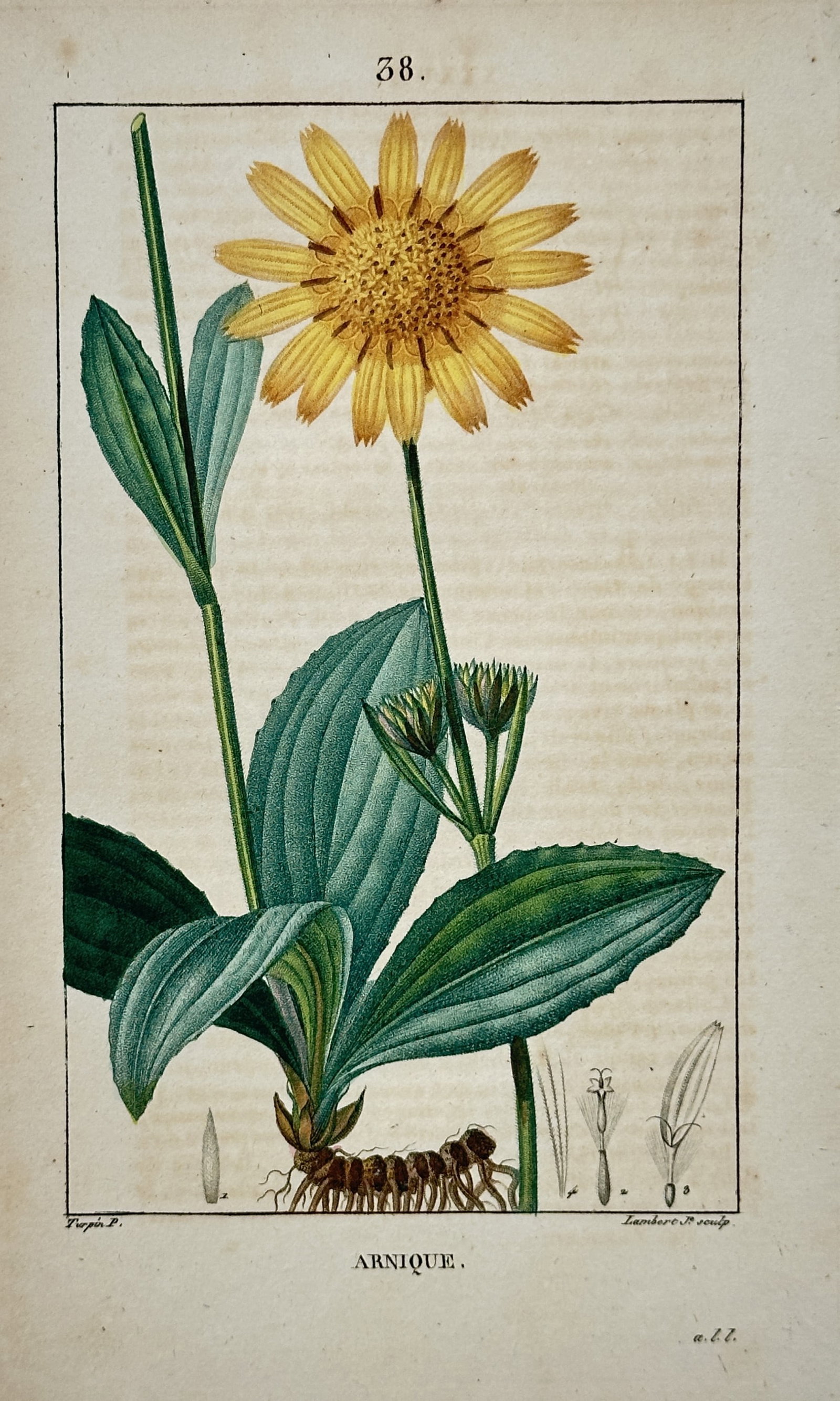 Pierre Jean François Turpin – Arnica – Stipple Engraving (19th Century): "Arnique" The work represents a botanical study illustrating the prominent yellow composite flower, broad ribbed leaves, and root system of an arnica plant accompanied by detailed structural dissectio