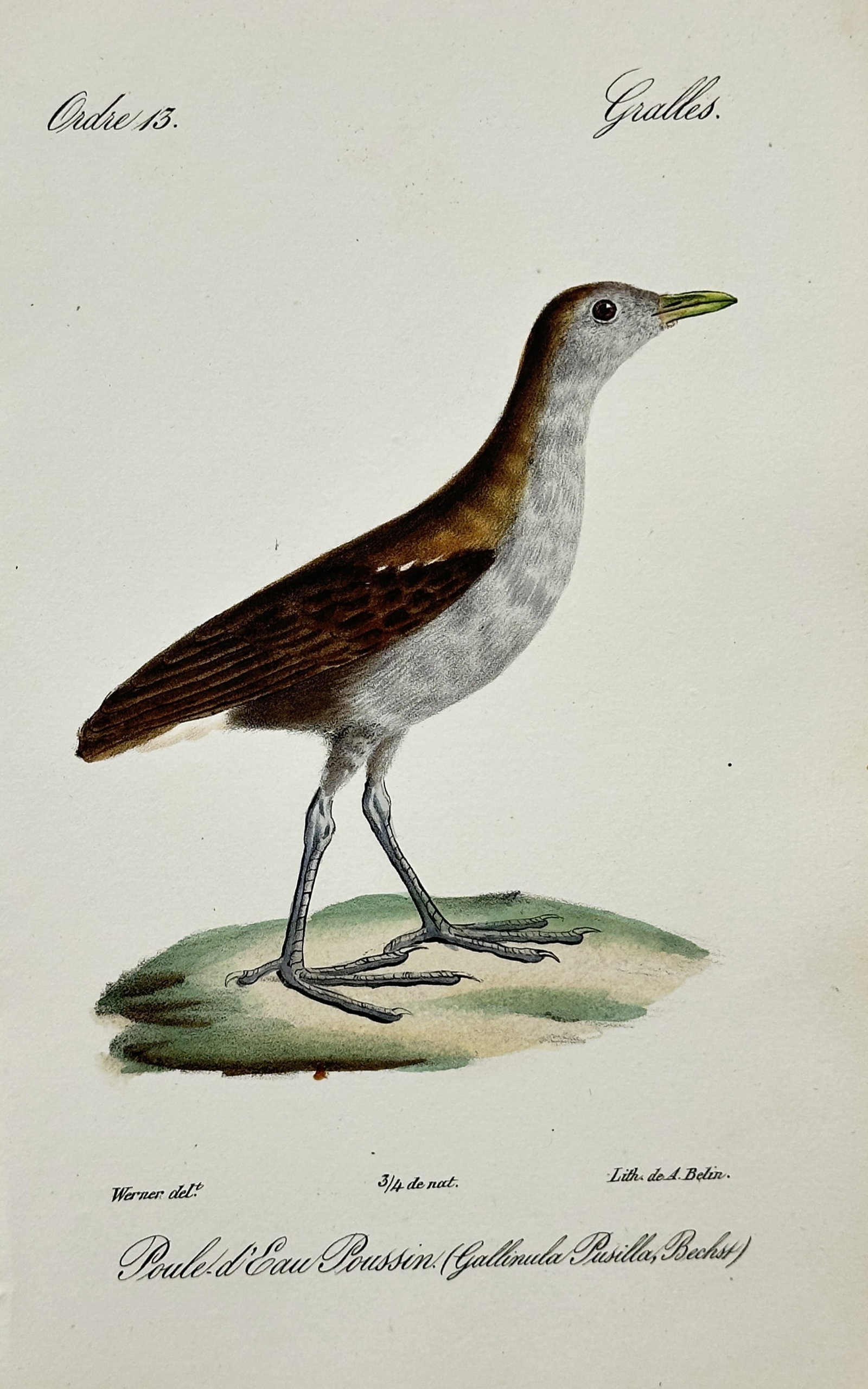 Jean Werner – Baillon's Crake – Lithograph (19th Century) (1 of 2)