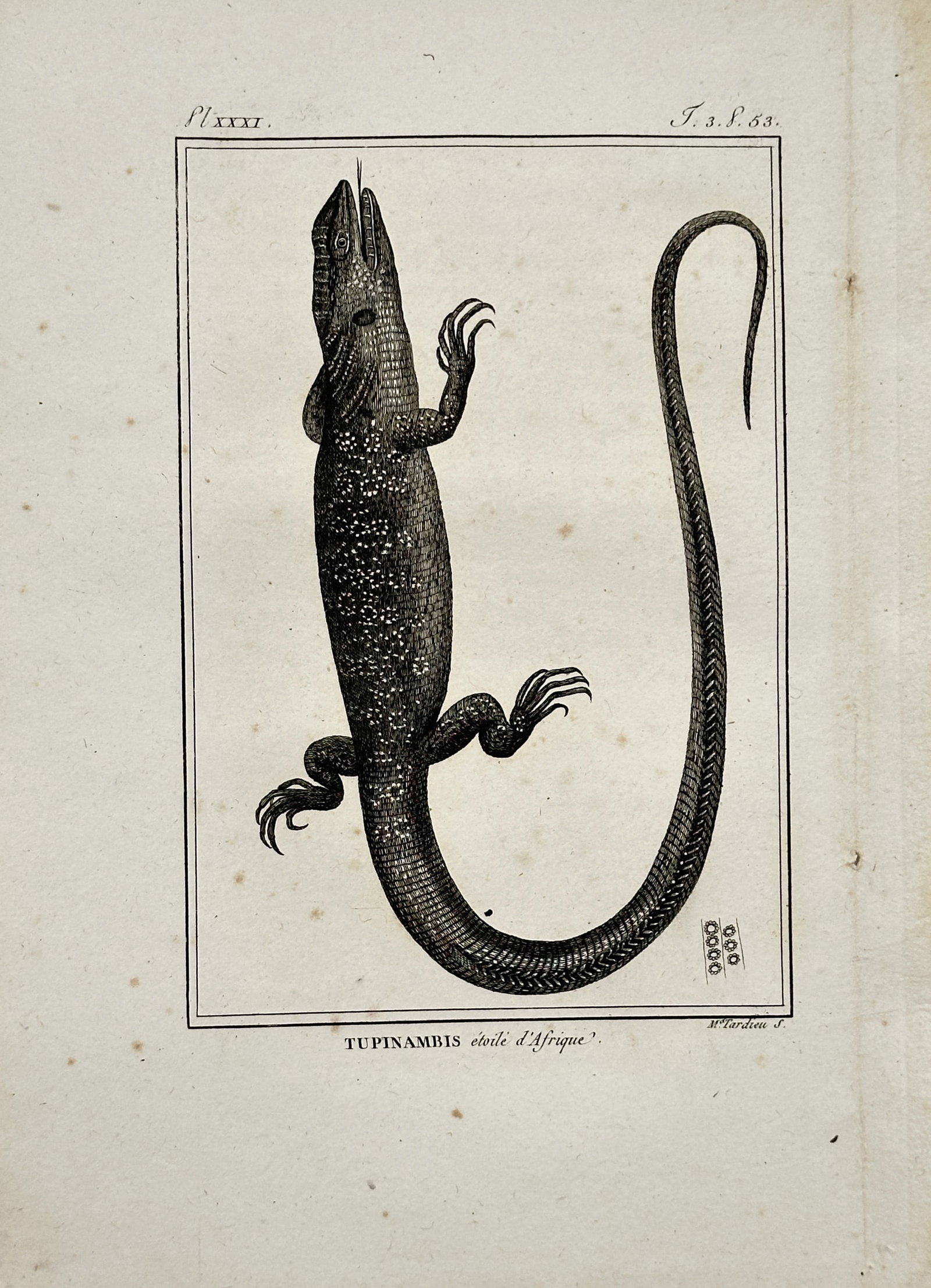 Georges-Louis Leclerc, Comte de Buffon – Starry Tupinambis of Africa – Engraving (18th Century): The work represents a herpetological study illustrating a large lizard or monitor lizard with distinctive speckled patterns and a long, gracefully curved tail against a plain backdrop. This monochrome