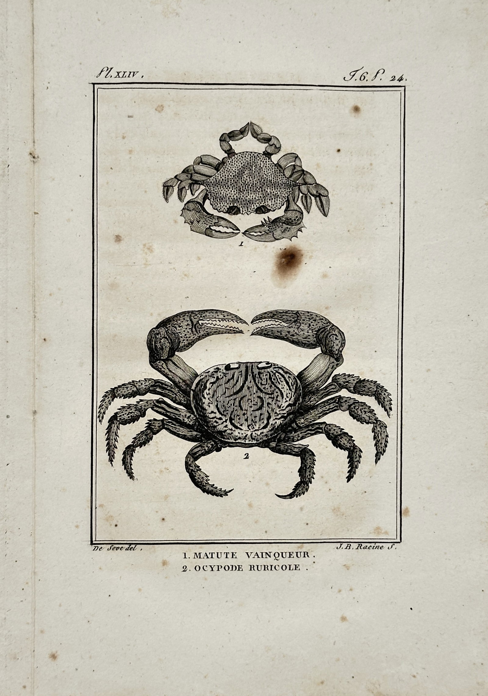 Georges-Louis Leclerc, Comte de Buffon – Crabs – Engraving (18th Century) (1 of 2)