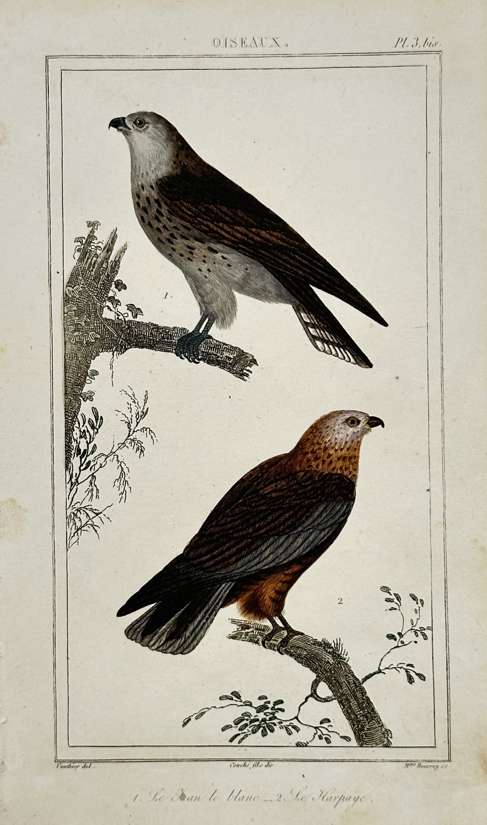 Georges-Louis Leclerc, Comte de Buffon – Birds of Prey – Engraving (18th Century): "White Short-Toed Eagle and Harpaye" The work represents an ornithological study illustrating two distinct birds of prey perched on branches against a plain background. This print serves as an educati
