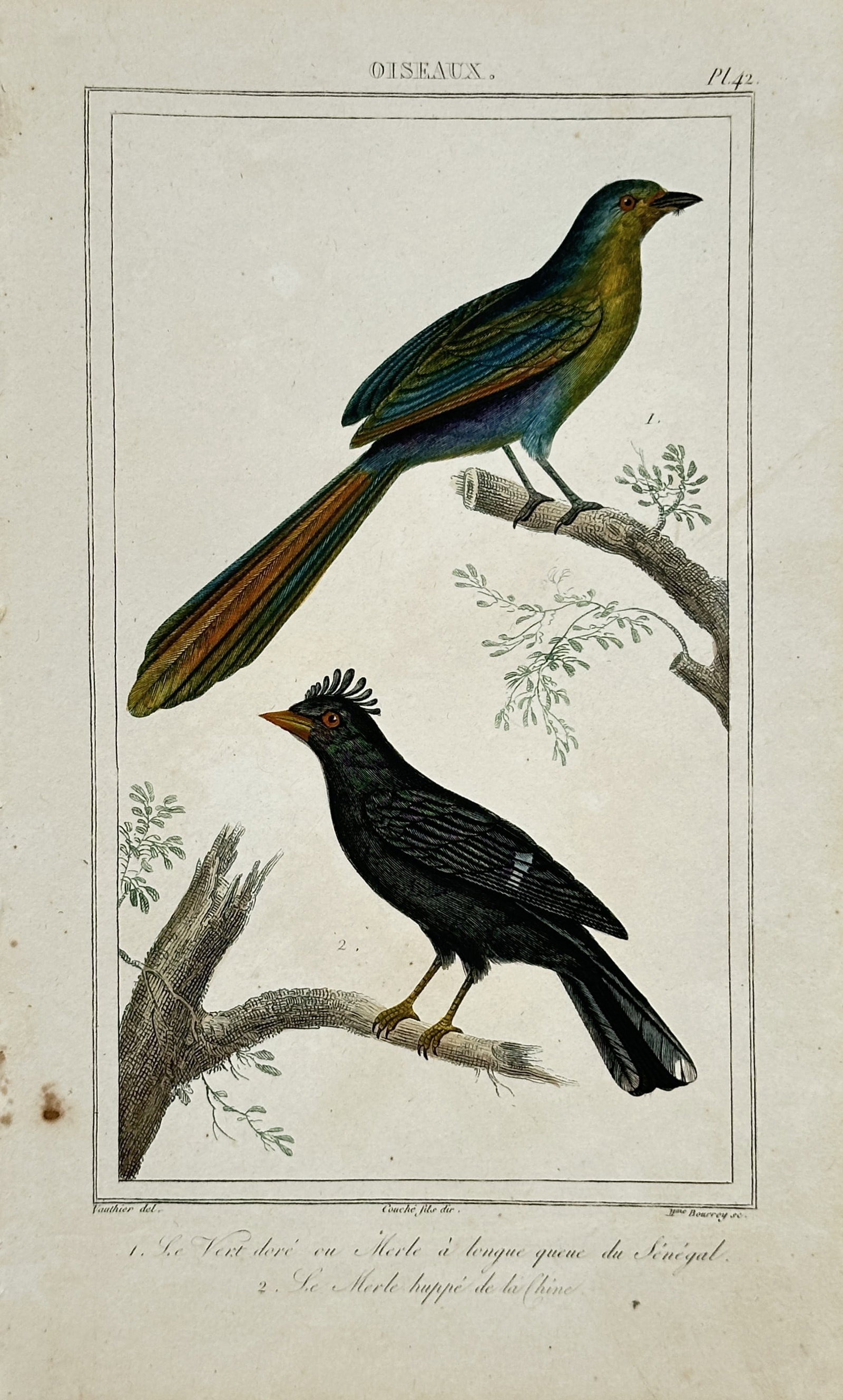 Georges-Louis Leclerc, Comte de Buffon – Exotic Birds – Engraving (18th Century) (1 of 2)