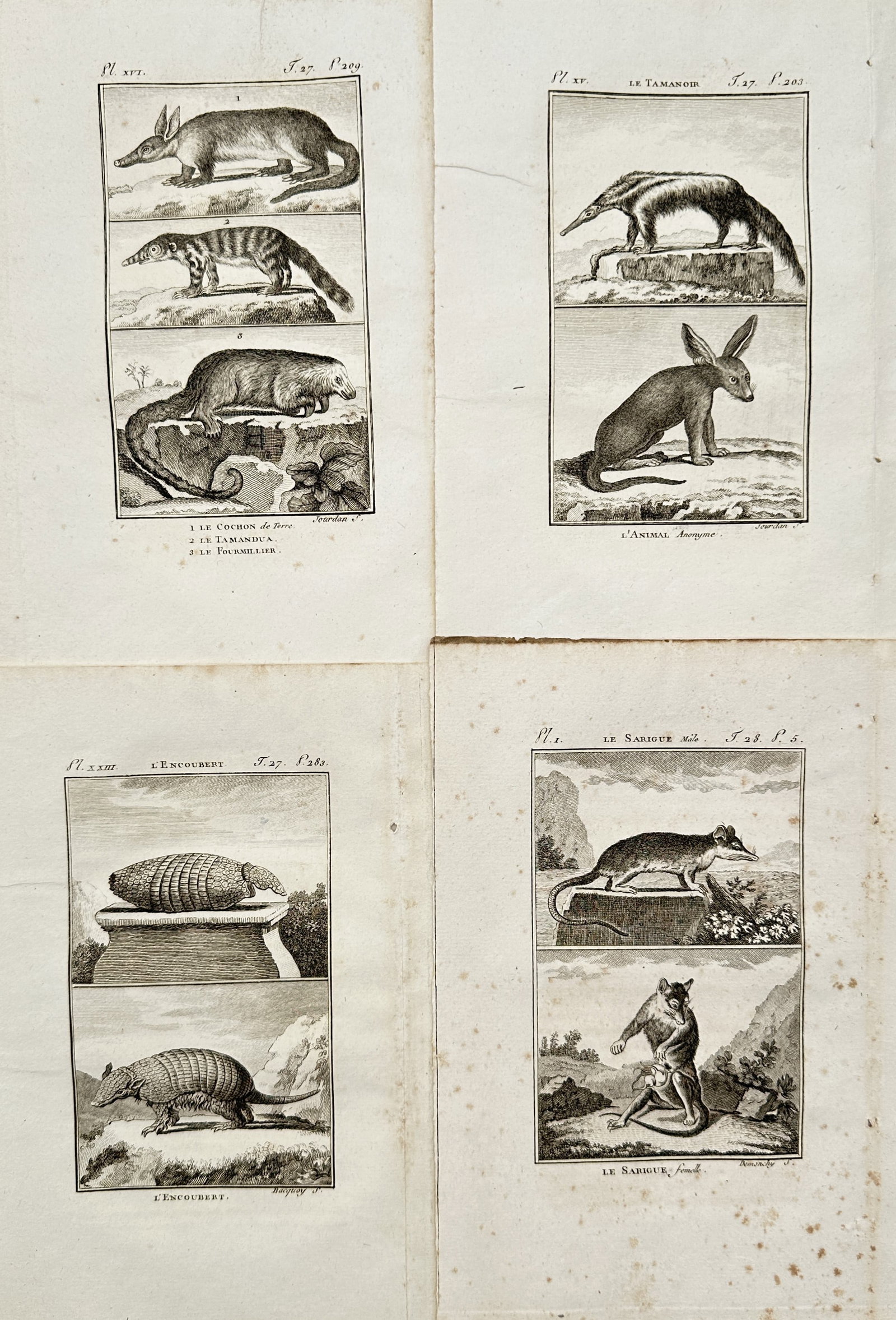 Georges-Louis Leclerc, Comte de Buffon – Set of 4: Mammals – Engravings (18th Century) (1 of 2)