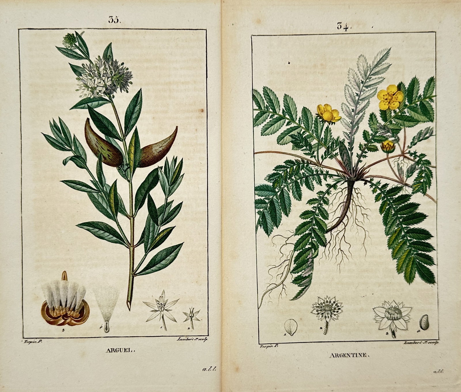 Pierre Jean François Turpin – Set of 2: Arguel and Silverweed – Stripple Engravings (19th: "Arguel and Argentine" The work represents a botanical study illustrating detailed plant specimens with their leaves, flowers, and dissected root, seed, or seed-pod elements against a plain background