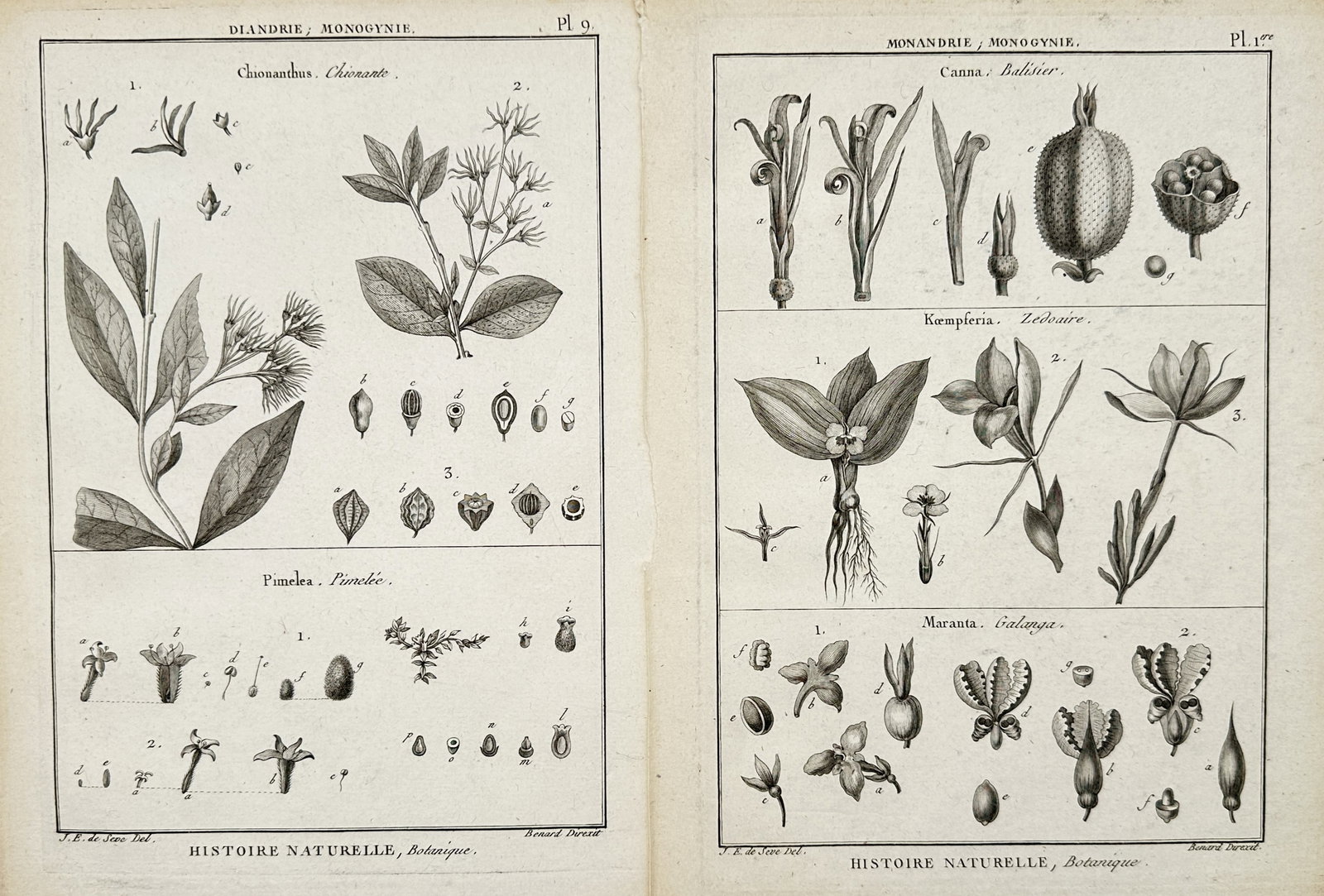 Robert Bénard – Set of 2: Botanical Classes and Taxonomy – Engravings (18th Century) (1 of 2)