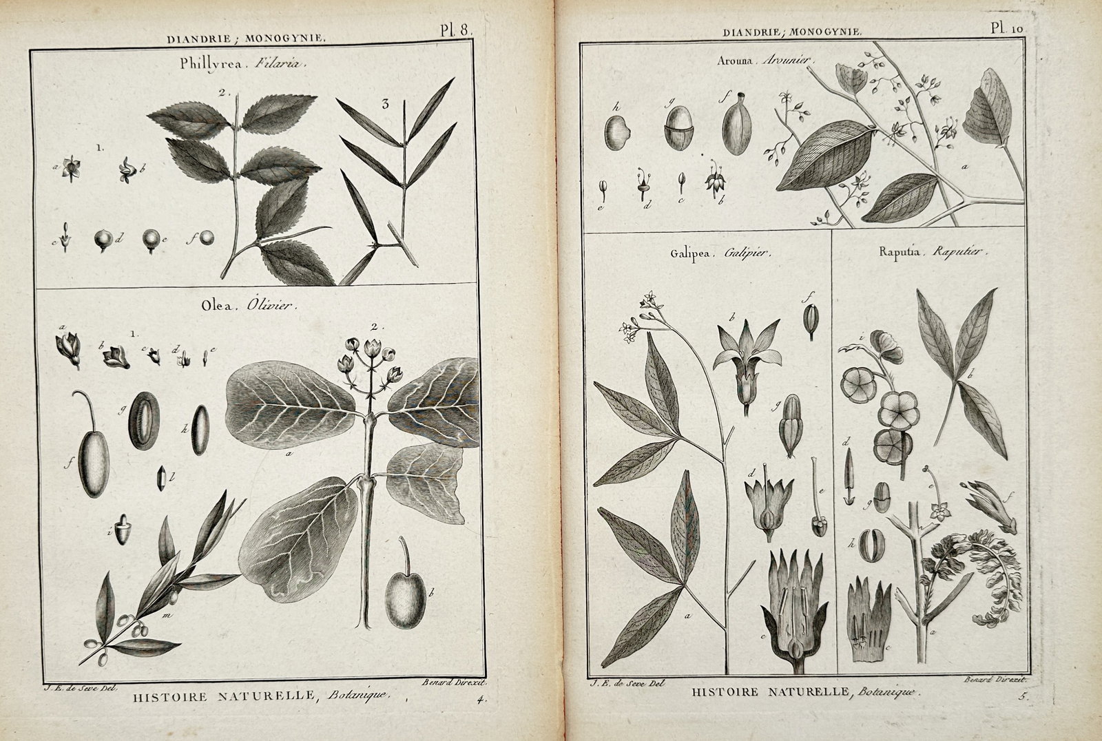 Robert Bénard – Set of 2: Botanical Studies of Oleaceae and Tropical Flora – Engravings: "Phillyrea, Olea, Arouna, Galipea, and Raputia" The work represents a botanical study illustrating detailed plant specimens, including flowers, foliage, fruits. These monochrome prints serve as educat