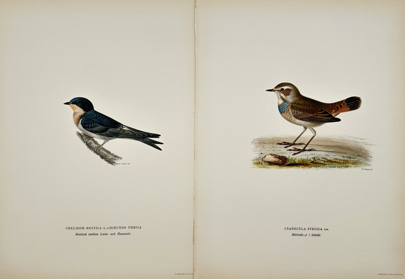 Magnus von Wright – Set of 2: Swallow Hybrid and Bluethroat – Lithographs (1920s) (1 of 2)