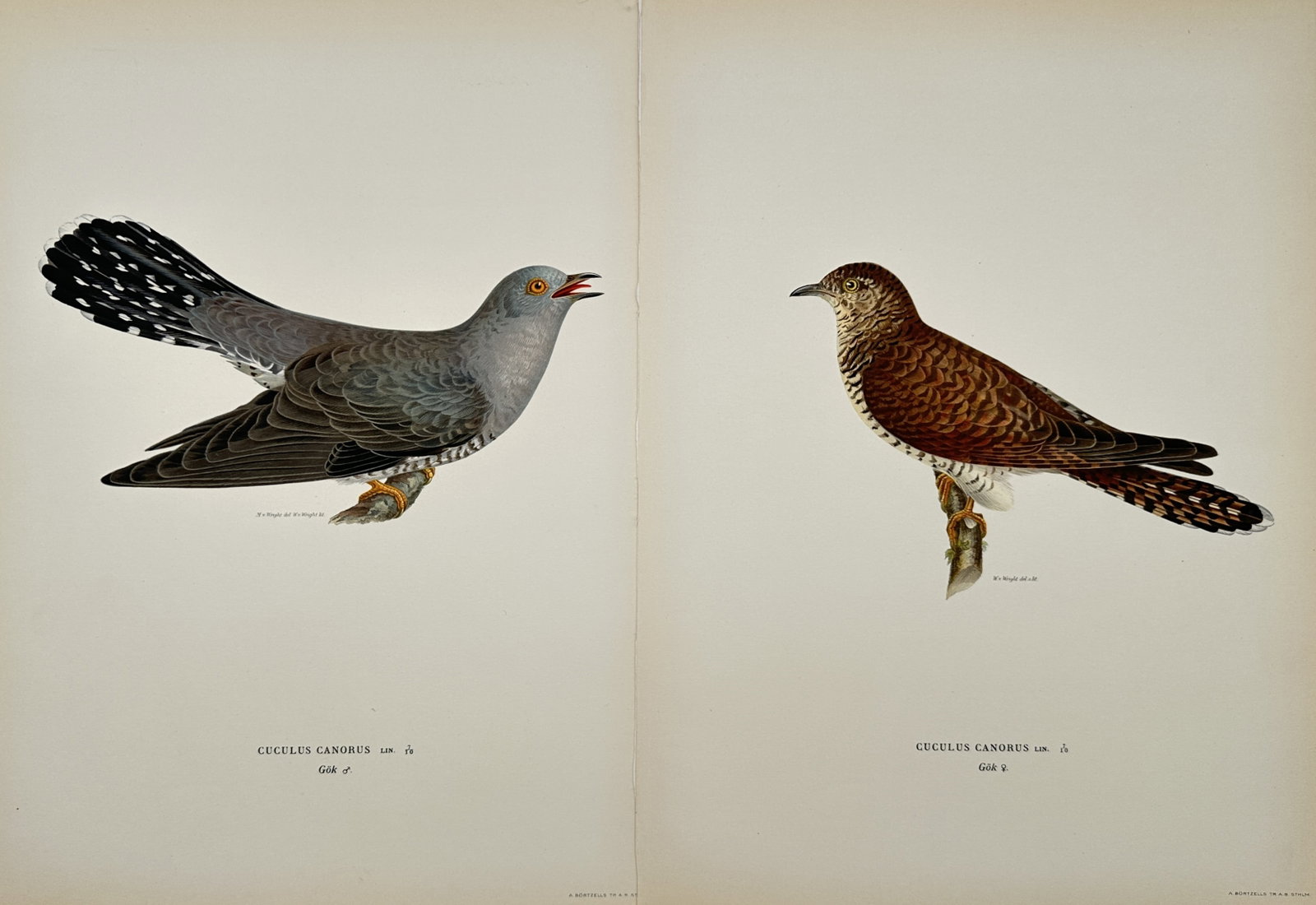 Magnus von Wright – Set of 2: Common Cuckoo Male and Female – Lithographs (1920s): "Common Cuckoo Male and Female" The work represents an ornithological study illustrating two detailed bird specimens depicted in distinct natural postures against a plain background. This publication 
