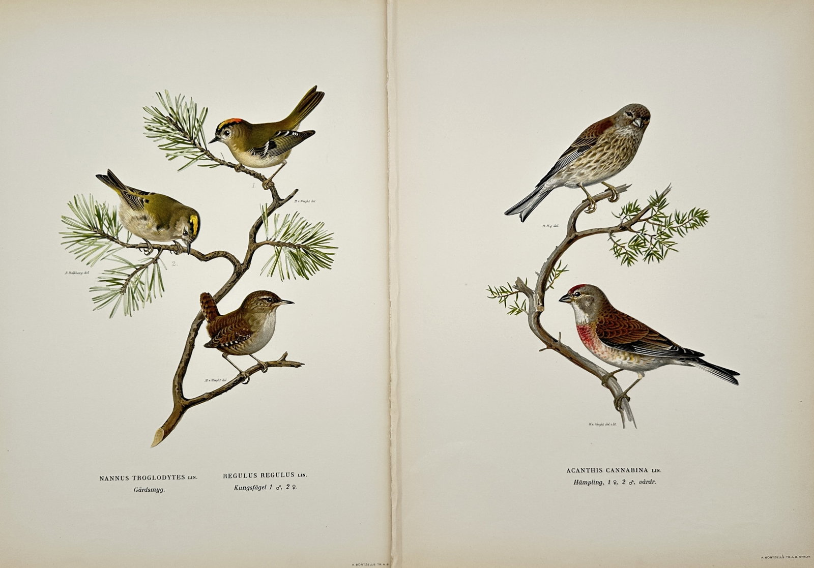 Magnus von Wright – Set of 2: Wren, Goldcrest, and Linnet – Lithographs (1920s) (1 of 2)