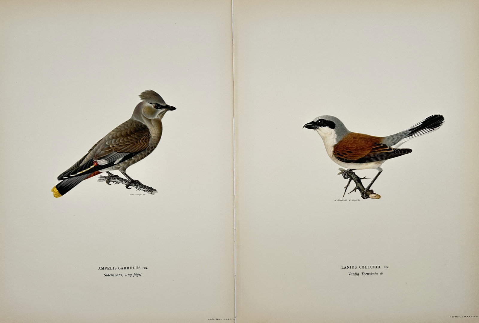 Magnus von Wright – Set of 2: Bohemian Waxwing and Red-backed Shrike – Lithographs (1920s): "Bohemian Waxwing and Red-backed Shrike" The work represents an ornithological study illustrating two detailed songbird specimens perched on small branches against a plain background. This publication