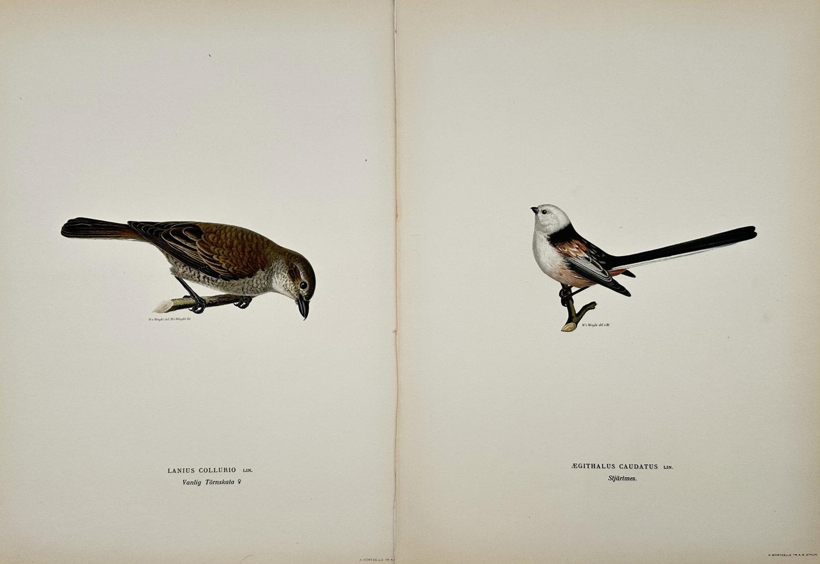 Magnus von Wright – Set of 2: Red-backed Shrike Female and Long-tailed Tit – Lithographs (1920s): "Red-backed Shrike Female and Long-tailed Tit" The work represents an ornithological study illustrating two detailed songbird specimens depicted in distinct natural postures perched on small branches 