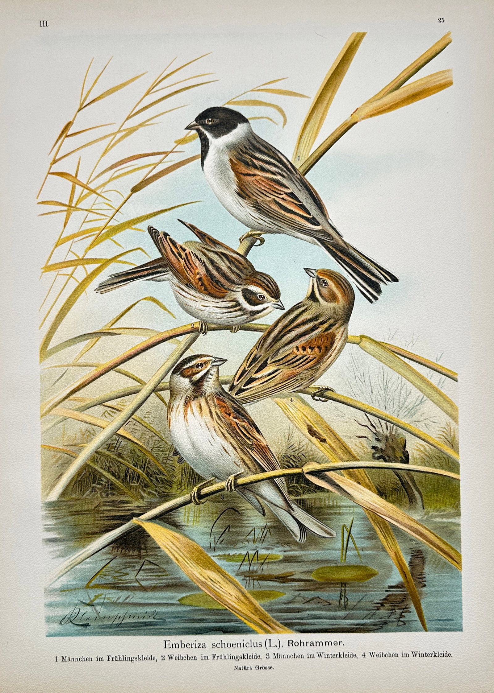 Johann Friedrich Naumann – Reed Bunting – Lithograph (19th Century): "Emberiza Schoeniclus" presents a broad overview of songbirds perched on slender reeds above a calm body of water. This natural history illustration serves to document the detailed plumages and varied