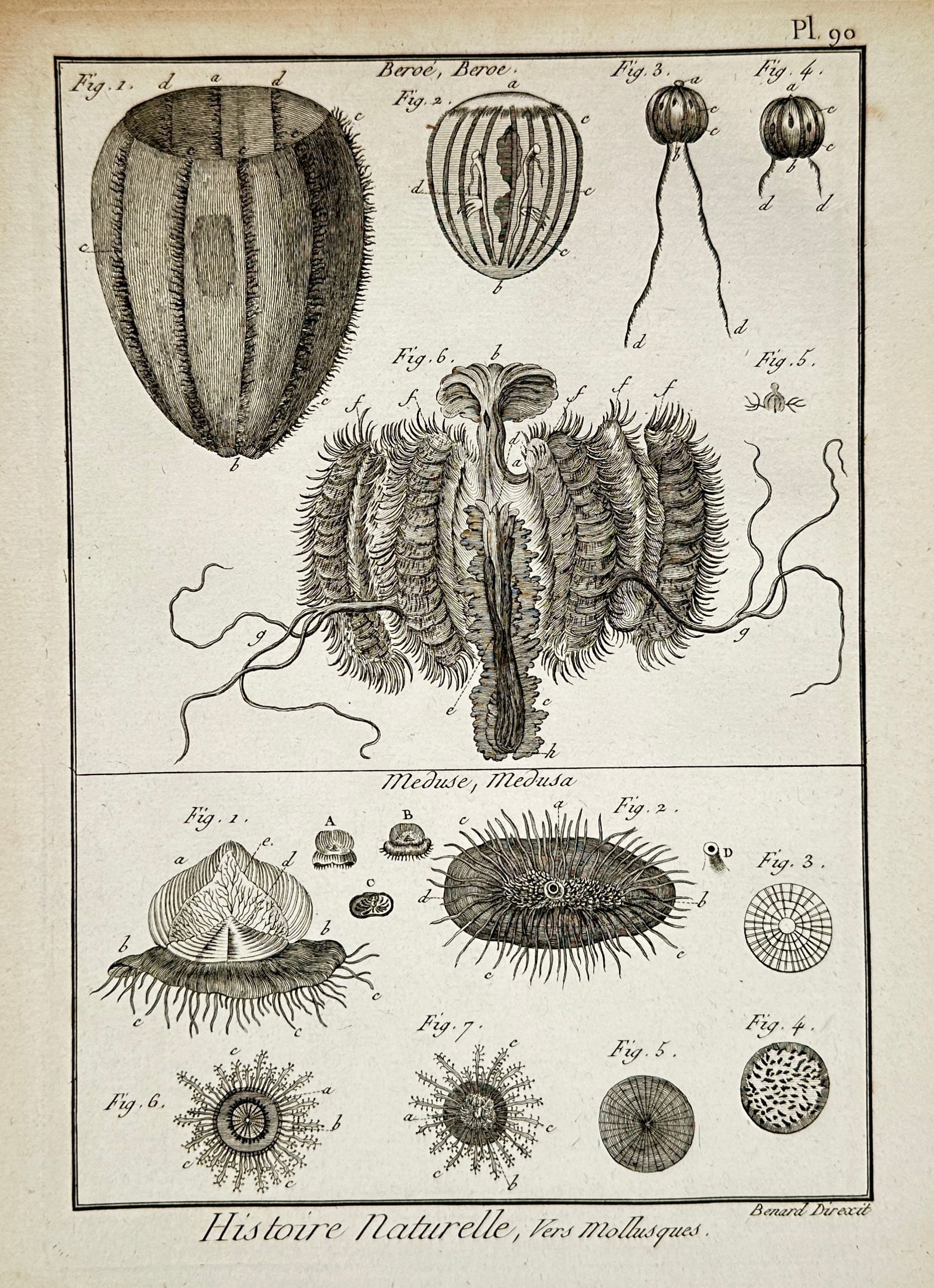 Robert Benard – Jellyfish and Comb Jellies – Engraving (18th Century): "Beroe and Medusa" presents a broad overview of various jellyfish and comb jelly specimens illustrating their translucent bodies, delicate cilia, and radial structures. This marine biology study is de