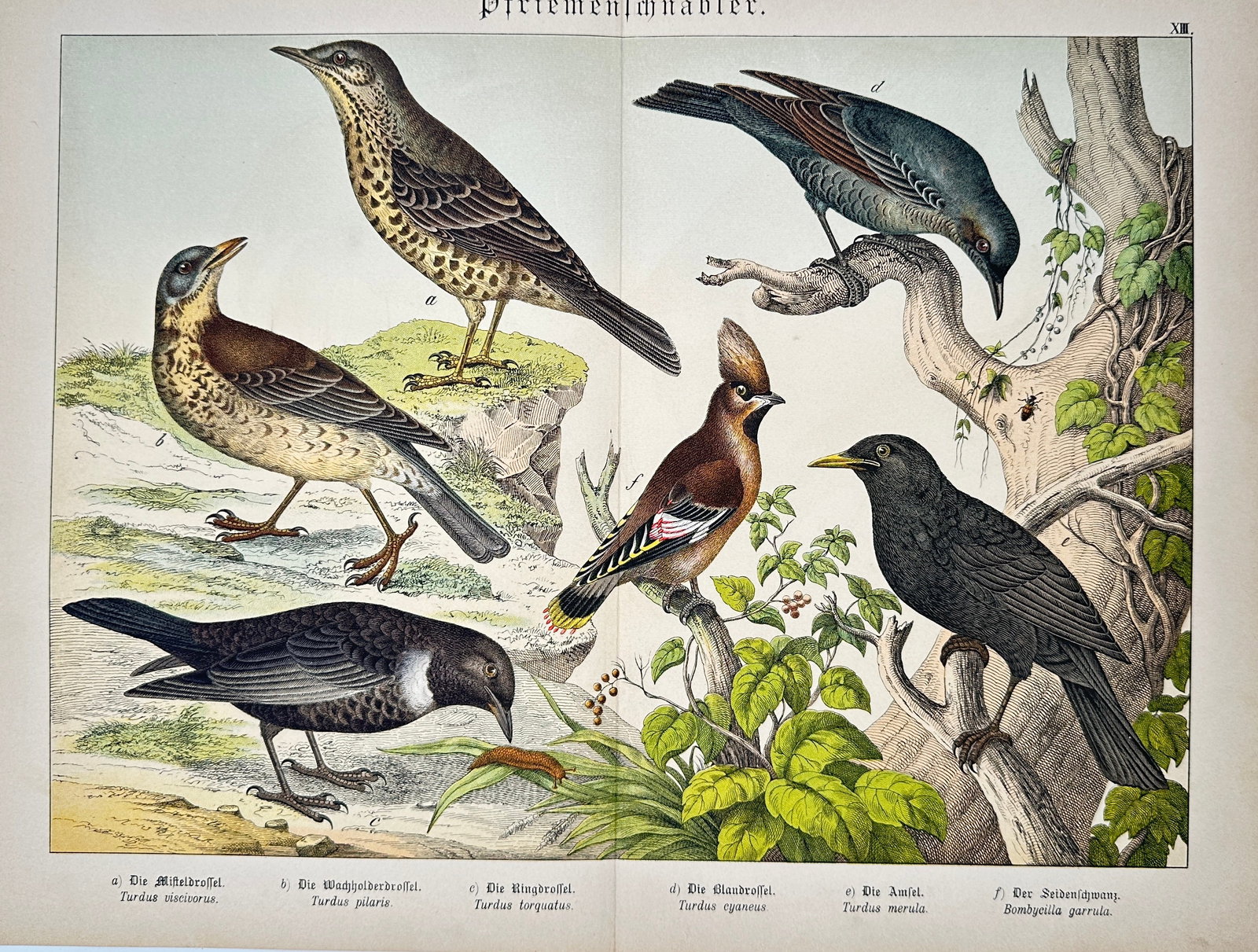 Gotthilf Heinrich von Schubert – Thrushes and Waxwings – Lithograph (19th Century) (1 of 2)