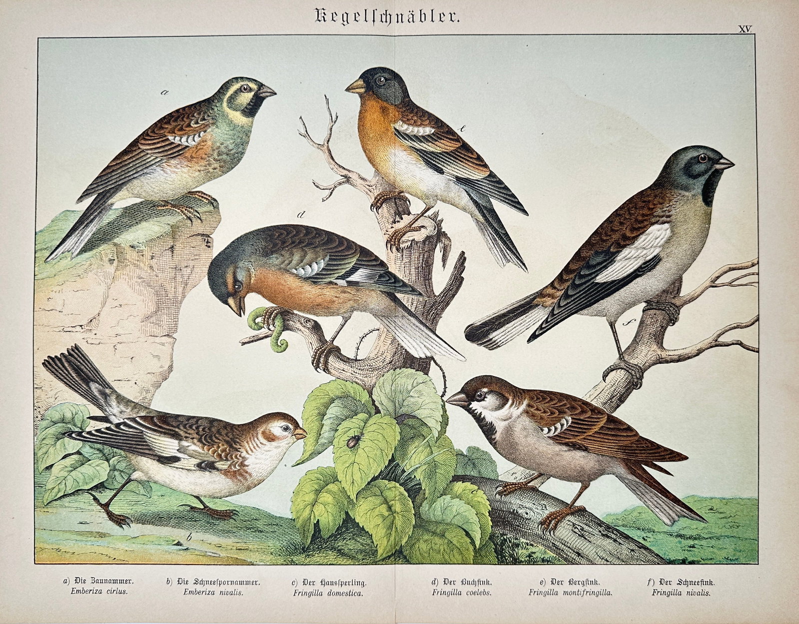 Gotthilf Heinrich von Schubert – Finches and Sparrows – Lithograph (19th Century) (1 of 2)