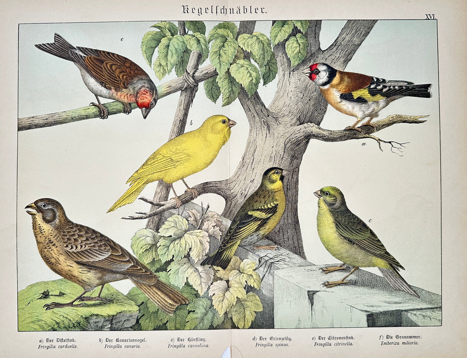Gotthilf Heinrich von Schubert – Finches and Canaries – Lithograph (19th Century) (1 of 2)