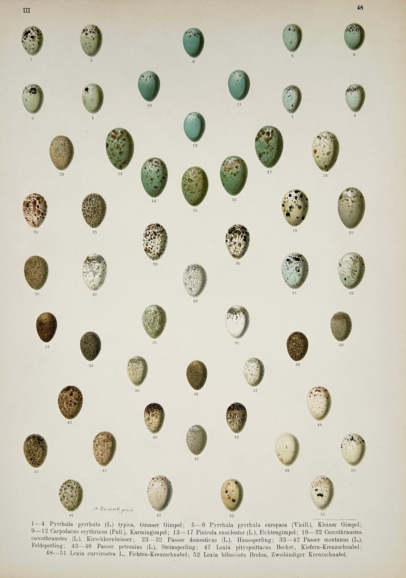 Johann Andreas Naumann – Bird Eggs – Lithograph (19th Century) (1 of 2)
