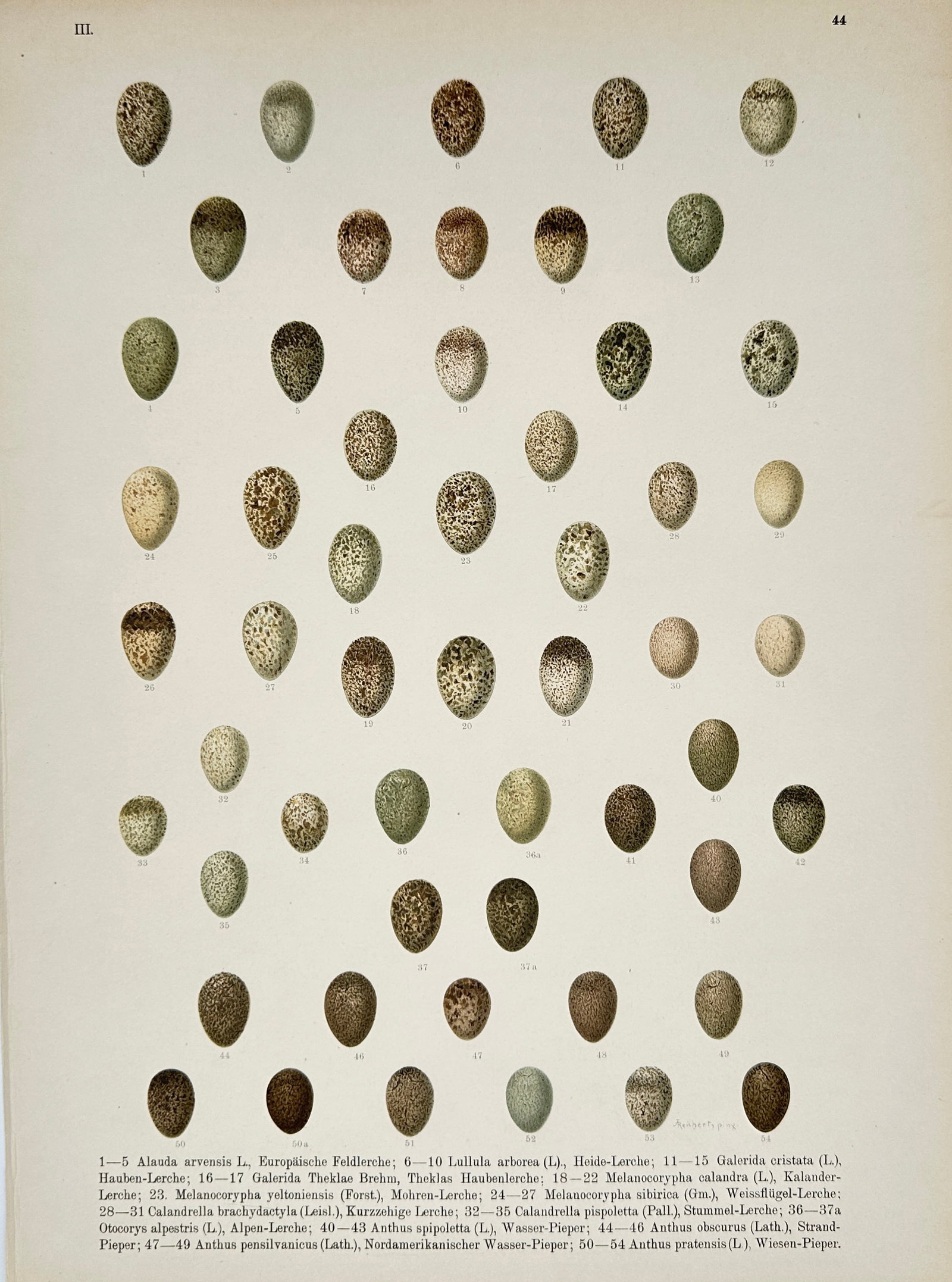 Johann Andreas Naumann – Skylark and Woodlark Eggs – Lithograph (19th Century): "Alauda Arvensis and Lullula Arborea" features a broad overview of numerous bird egg specimens showing distinct speckled patterns, colorations, and sizes arranged in orderly rows. This oological study