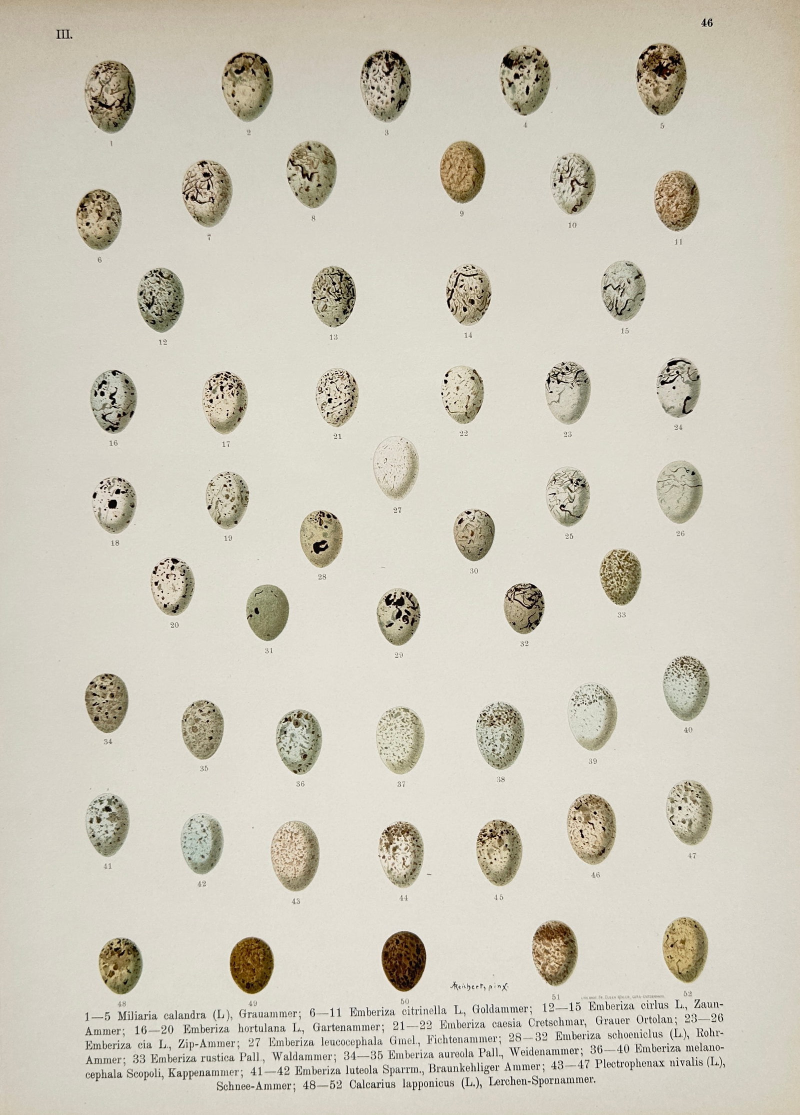 Johann Andreas Naumann – Corn Bunting and Yellowhammer Eggs – Lithograph (19th Century): "Miliaria Calandra and Emberiza Citrinella" features a broad overview of numerous bird egg specimens showing distinct speckled patterns, colorations, and sizes arranged in orderly rows. This oological