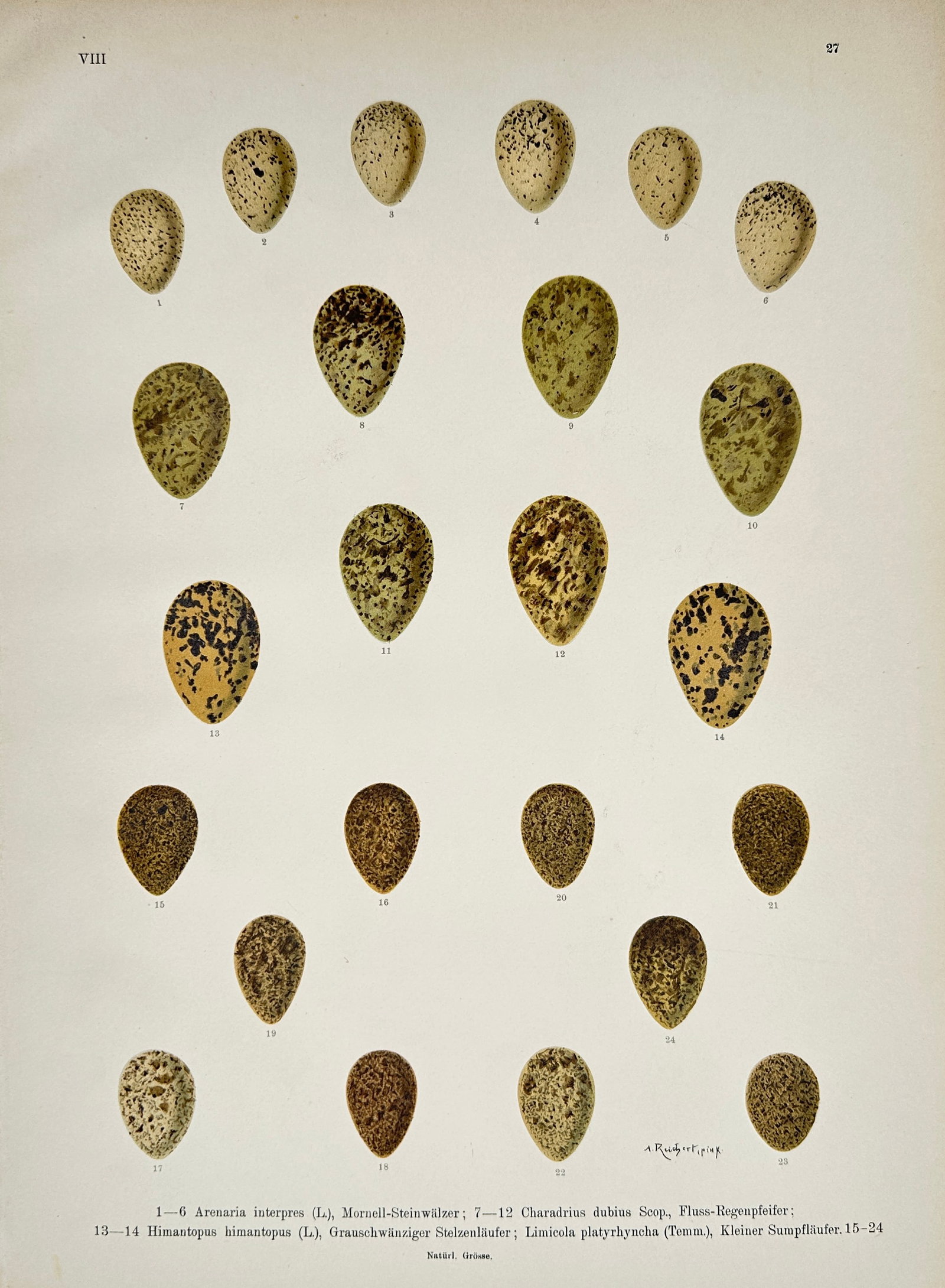Johann Andreas Naumann – Turnstone and Little Ringed Plover Eggs – Lithograph (19th Century): "Arenaria Interpres and Charadrius Dubius" features a broad overview of numerous bird egg specimens showing distinct speckled patterns, colorations, and sizes arranged in orderly rows. This biological