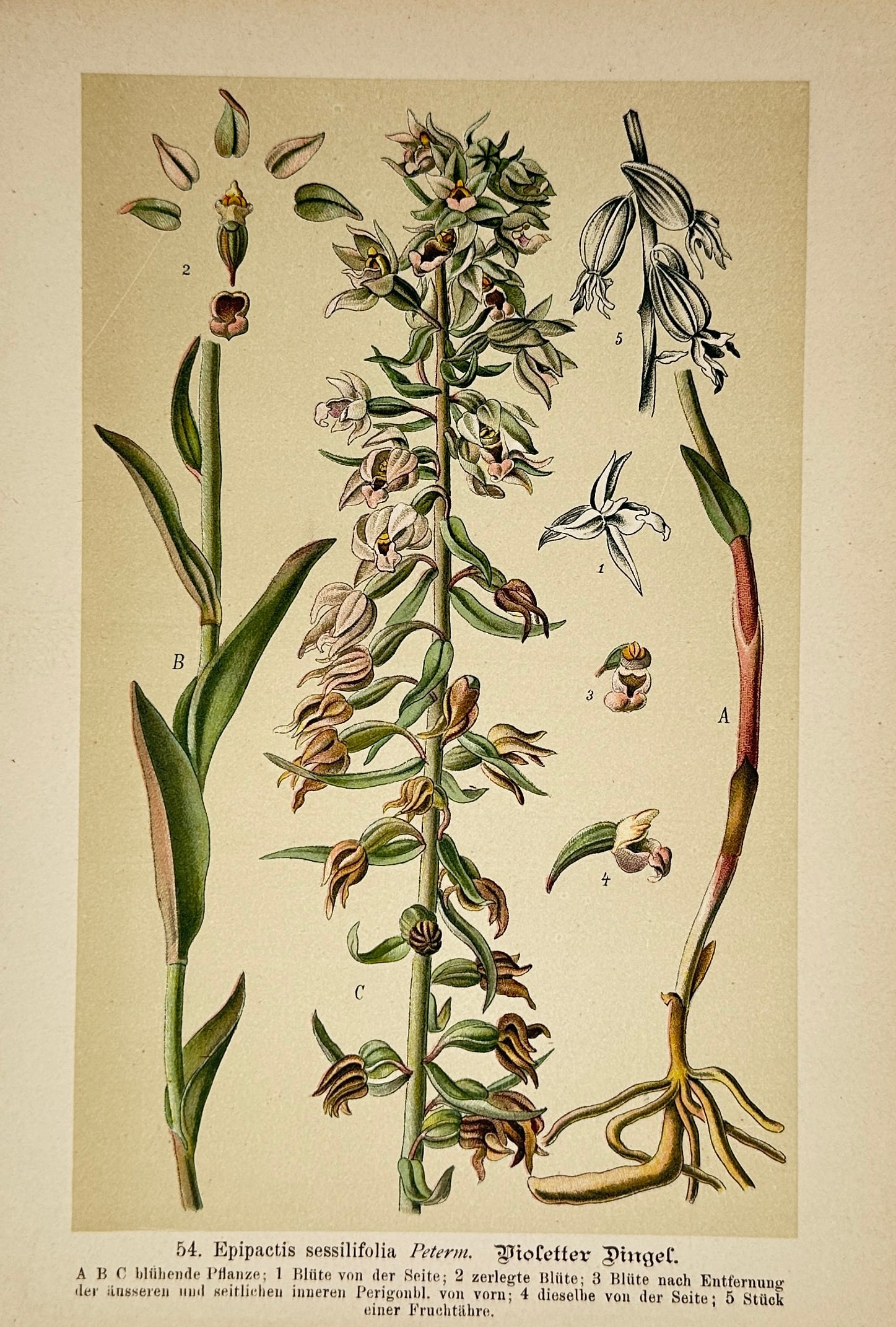 Max Schulze – Violet Helleborine – Lithograph (19th Century) (1 of 2)