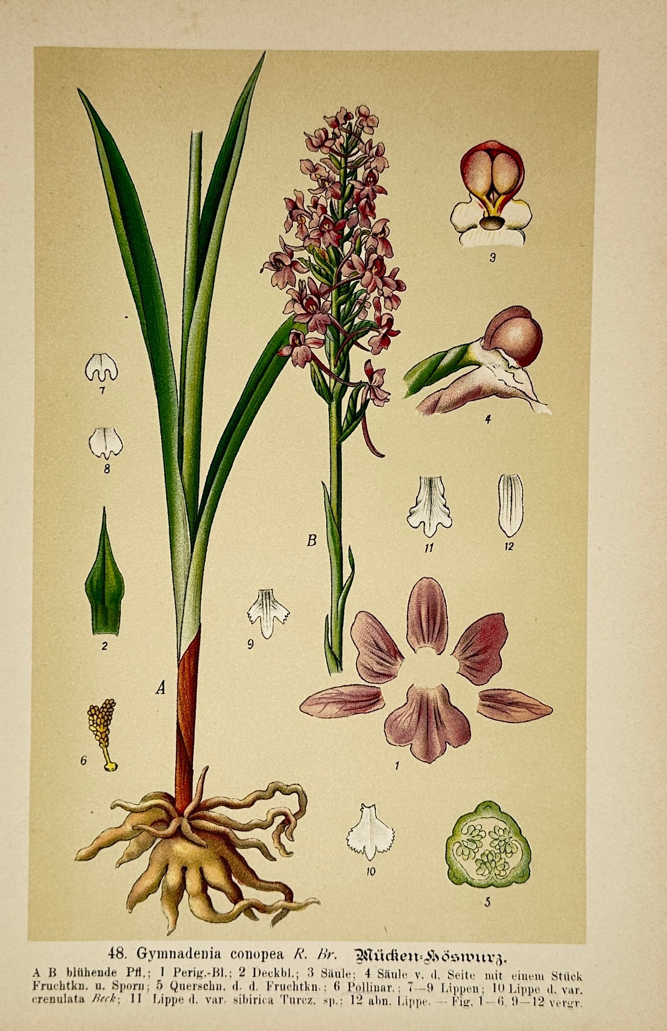 Max Schulze – Fragrant Orchid – Lithograph (19th Century) (1 of 2)