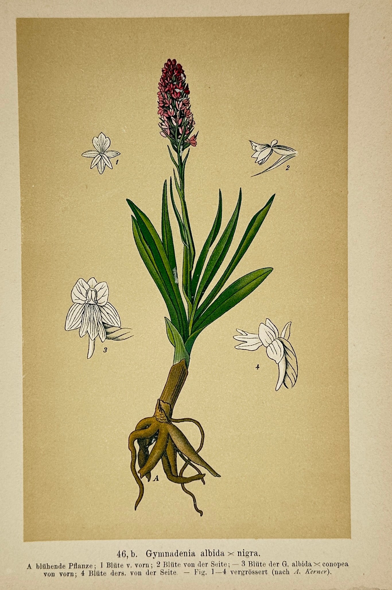 Max Schulze – Small White Orchid Hybrid – Lithograph (19th Century): "Gymnadenia Albida x Nigra" presents a broad overview of an orchid specimen displaying its flowering spike, root system, and structural botanical dissections. This scientific study focuses on document