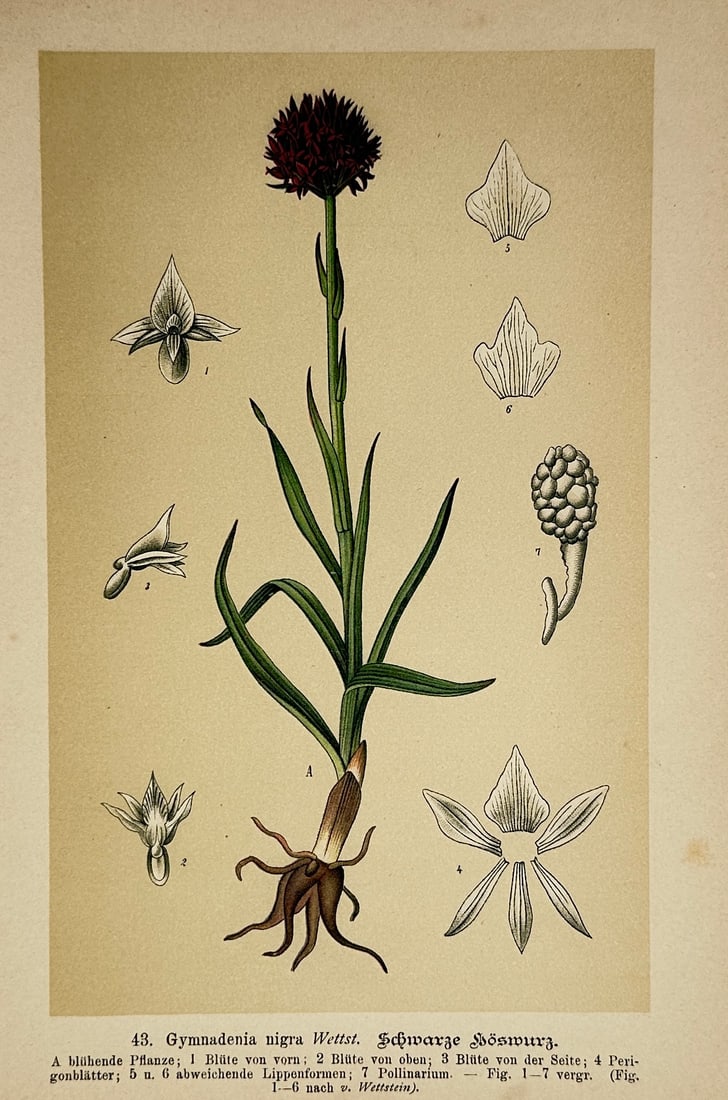 Max Schulze – Black Vanilla Orchid – Lithograph (19th Century): "Gymnadenia Nigra" presents a broad overview of an orchid specimen displaying its flowering spike, root system, and structural botanical dissections. This scientific study focuses on documenting the i