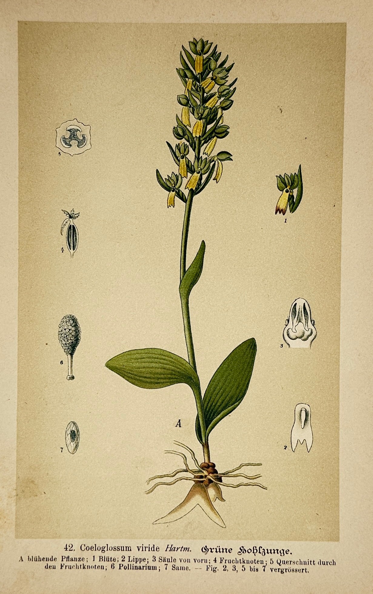 Max Schulze – Frog Orchid – Lithograph (19th Century) (1 of 2)