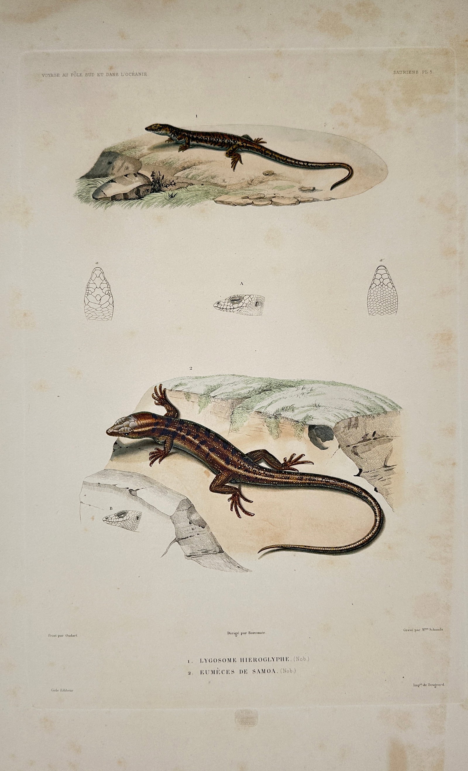 Casimir Gide – Lizards of Samoa – Lithograph (19th Century) (1 of 2)
