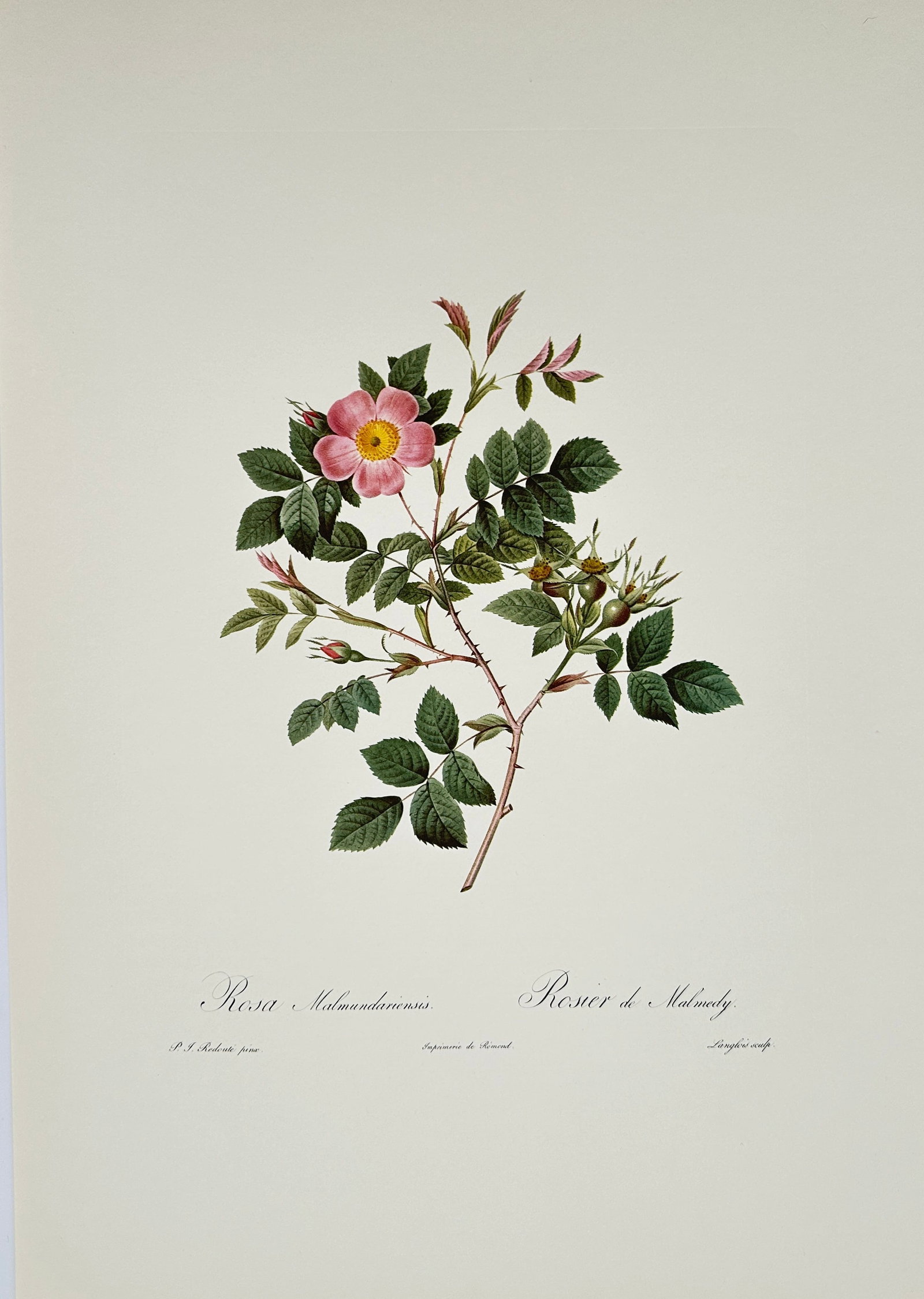 Pierre-Joseph Redouté, after – Malmedy Rose – Offset print (20th Century): "Rosa Malmundavensis" presents a broad overview of a flowering rose branch displaying a pink blossom, delicate buds, and developing hips. This botanical study focuses on documenting the natural colora