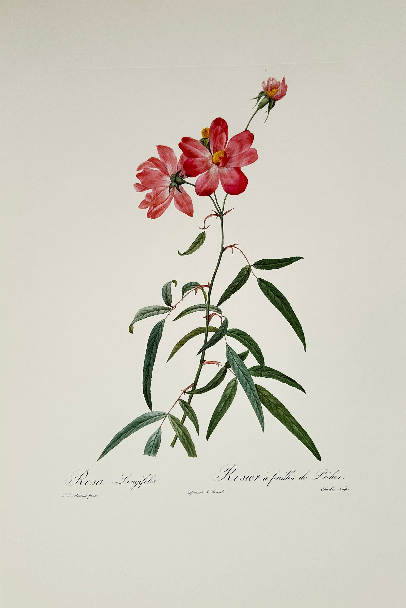 Pierre-Joseph Redouté, after – Peach-Leaved Rose – Offset print (20th Century): "Rosa Longifolia" presents a broad overview of a flowering rose branch displaying vibrant pink blossoms, a slender bud, and elongated leaves. This botanical study focuses on documenting the natural co