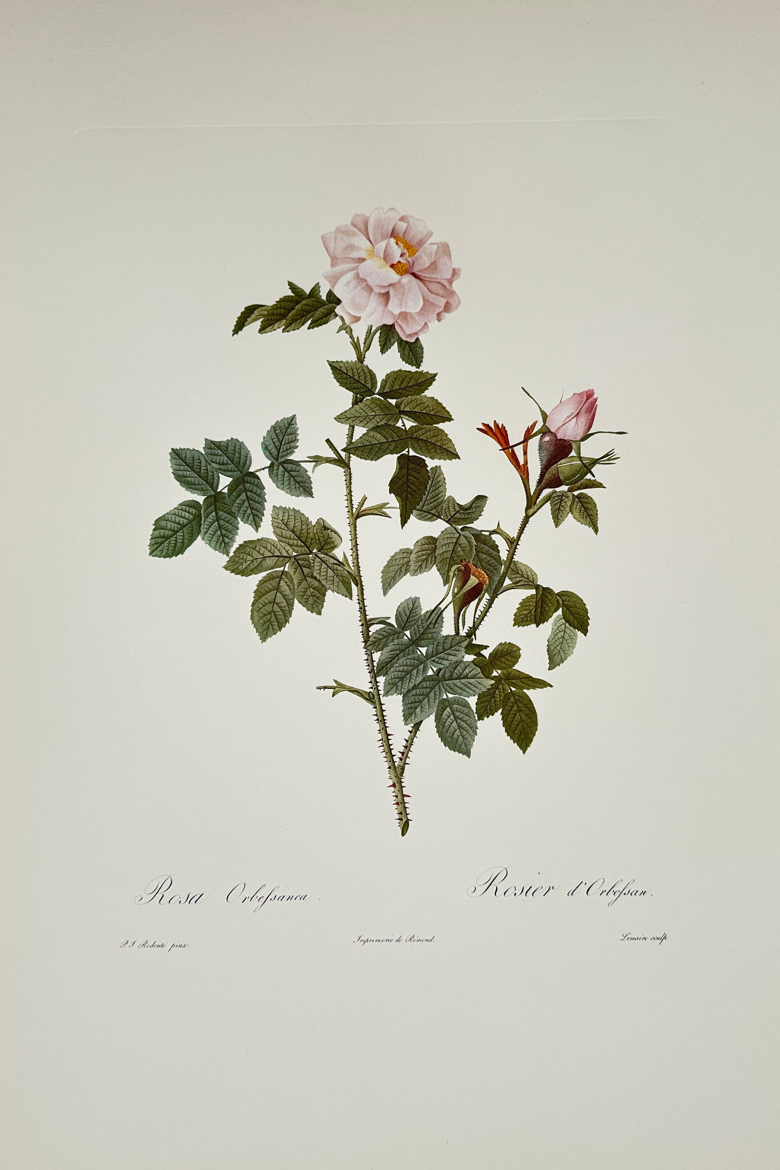 Pierre-Joseph Redouté, after – Orbeffan Rose – Offset print (20th Century): "Rosa Orbeffanea" presents a broad overview of a flowering rose branch displaying a pale pink blossom, delicate pointed buds, and dense green foliage. This botanical study focuses on documenting the n