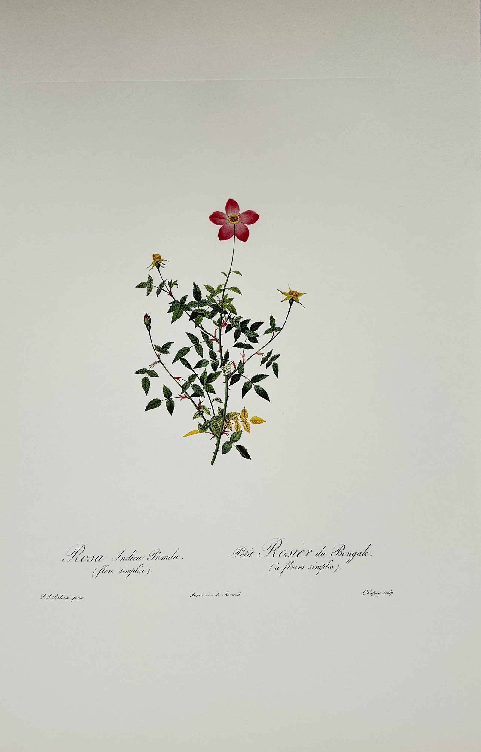 Pierre-Joseph Redouté, after – Small Bengal Rose – Offset print (20th Century): "Rosa Indica Pumila" presents a broad overview of a flowering rose plant displaying a single red blossom, small pointed buds, and dense green foliage. This botanical study focuses on documenting the n