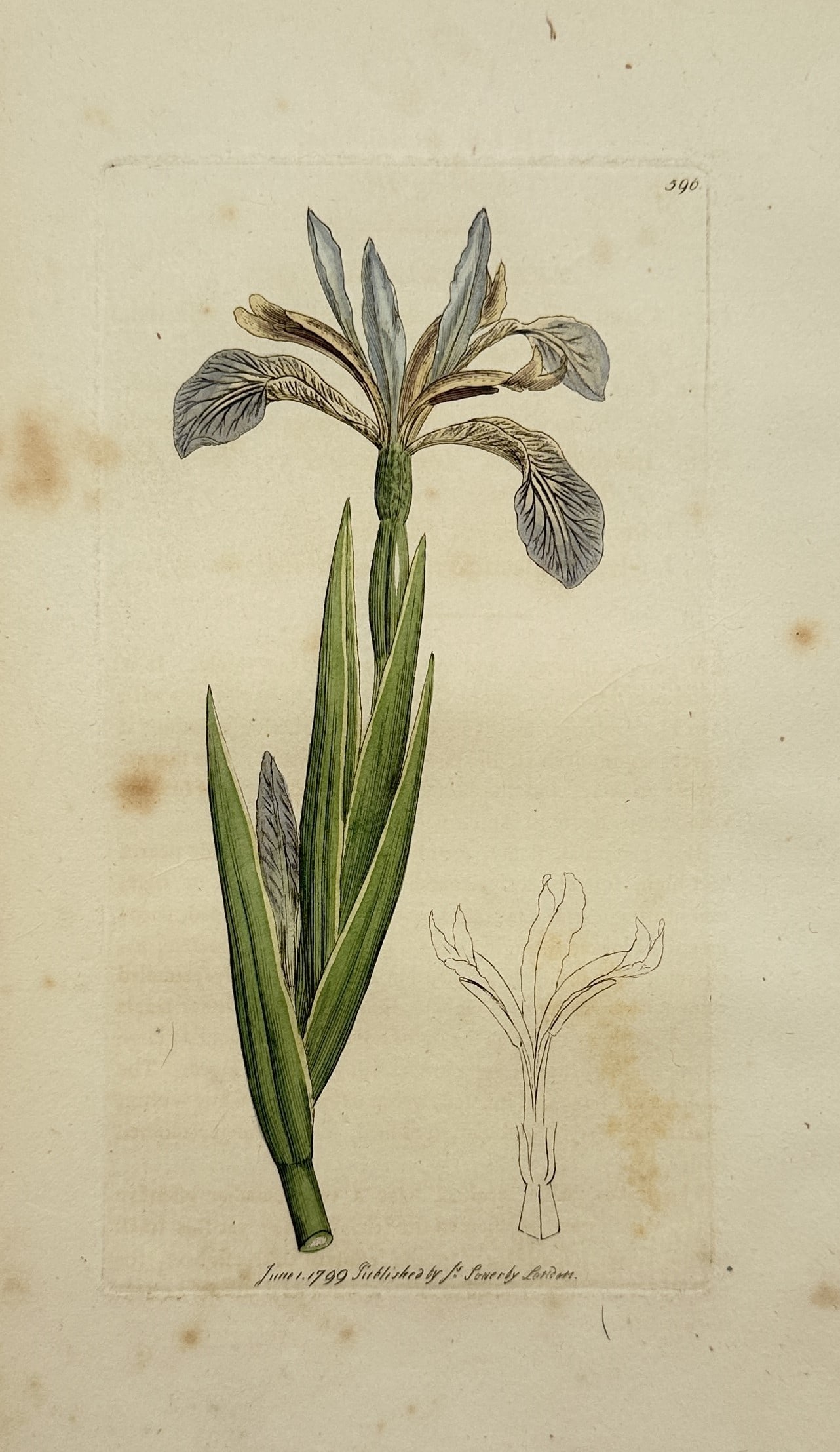 James Sowerby – Stinking Iris – Engraving (1799): "Stinking Iris" This print illustrates the botanical structure of a stinking iris, showcasing its slender leaves, flower bud, and fully opened blossom. The engraving was prepared for the first edition