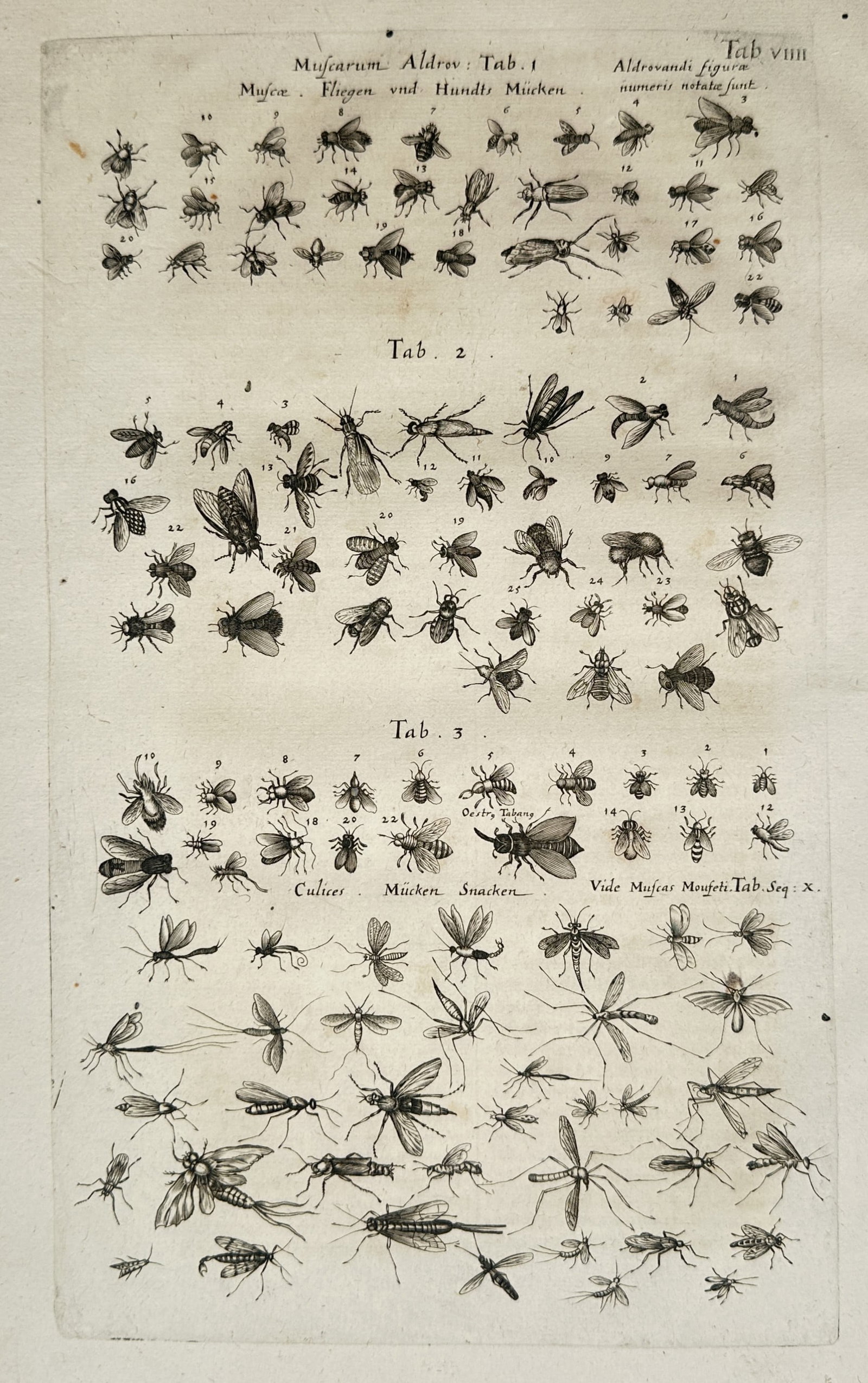 Jon Jonasen – Flies and Gnats – Engraving (17th Century) (1 of 2)