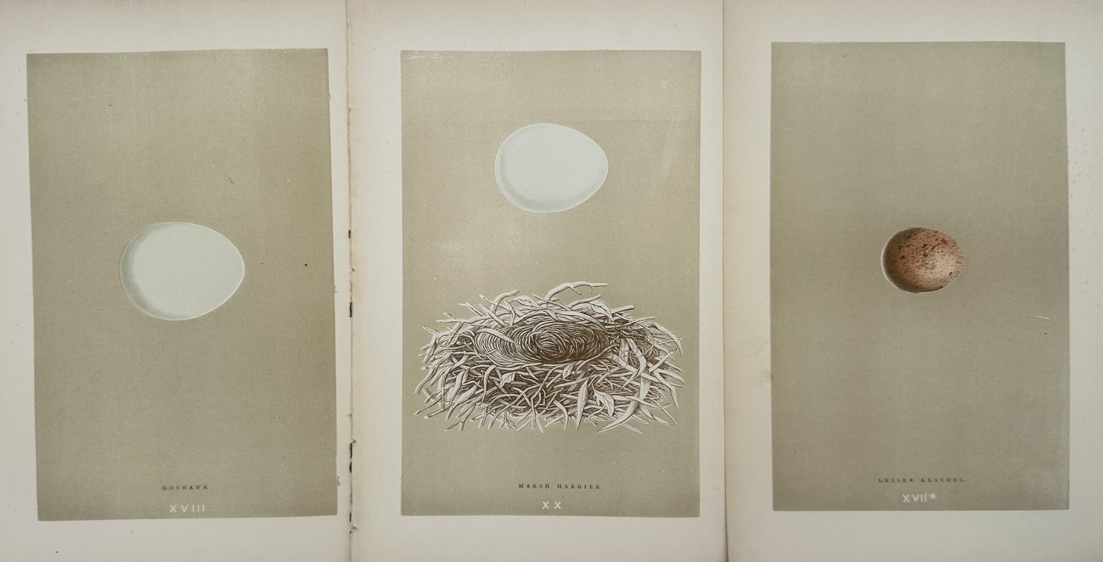 Francis Orpen Morris – Set of 3: Avian Nests and Eggs Studies – Engravings (19th Century) (1 of 2)
